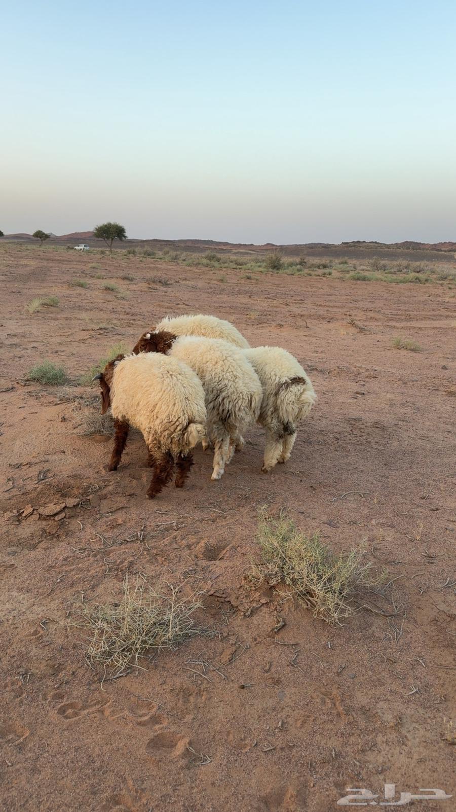 طليان هرافي مغلقات64389599076866114