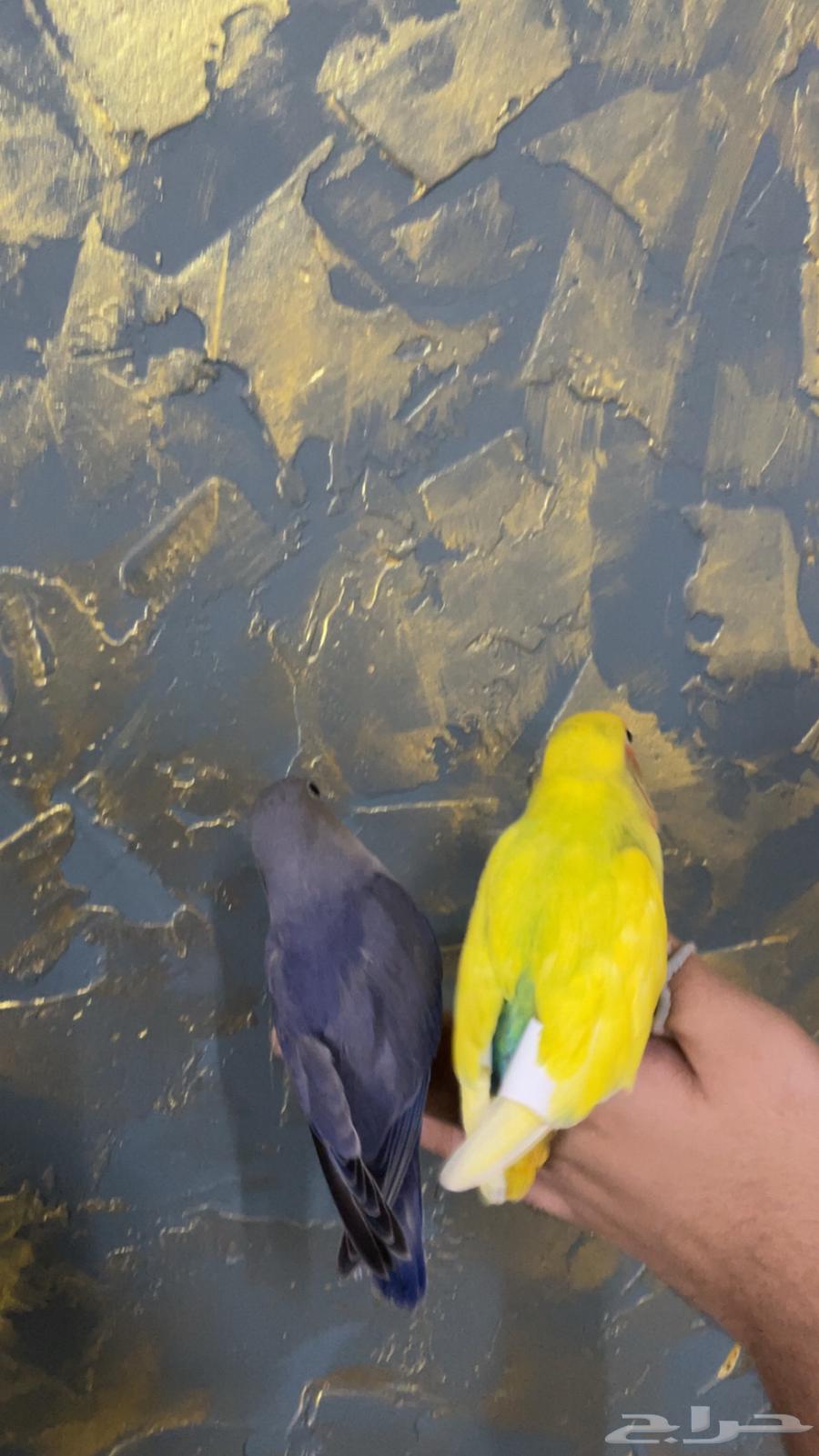 فروخ روز اليفه وكروان البينو (تم البيع)64389530028417110