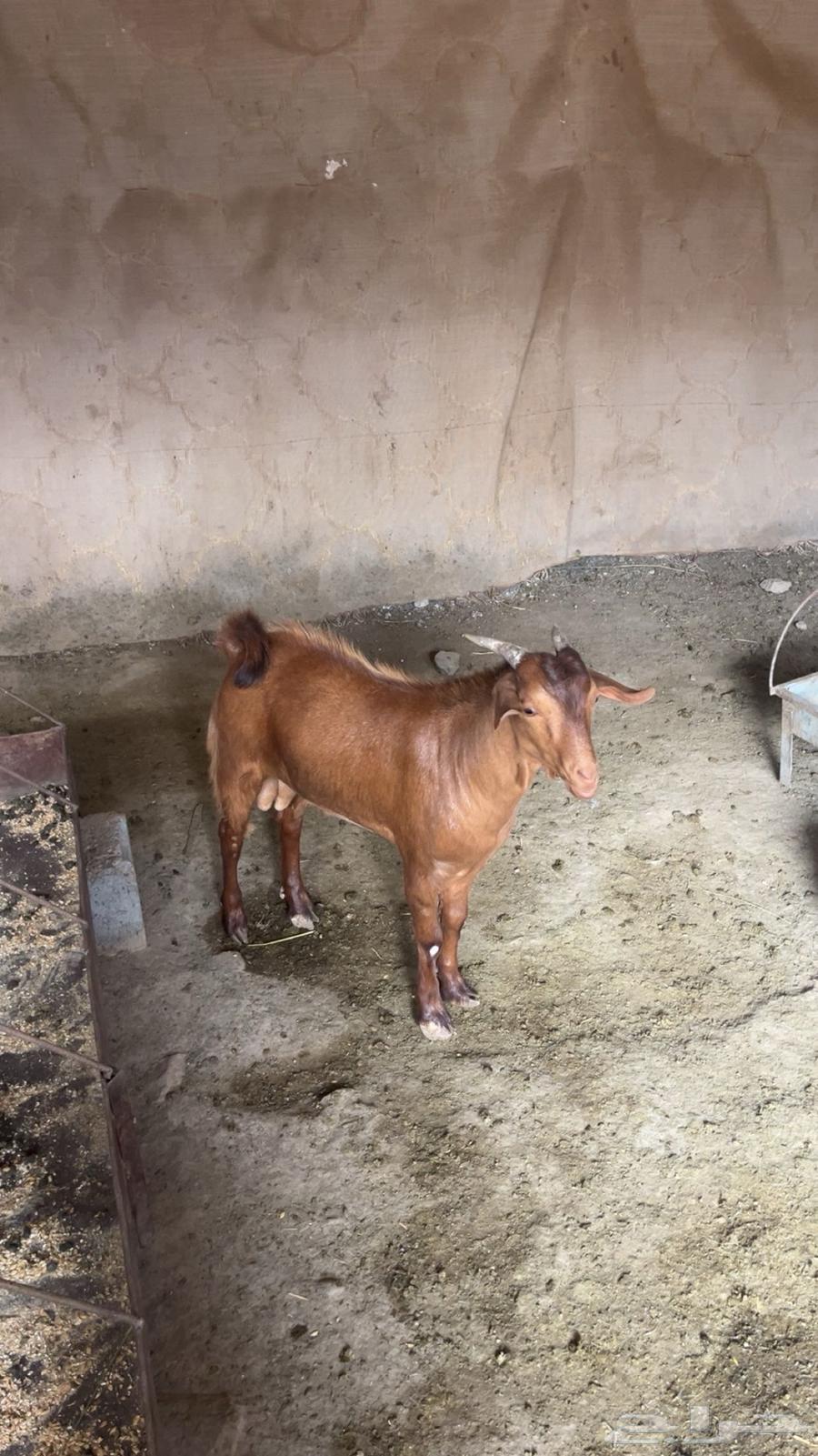 2 تيوس دهم64386249094658110