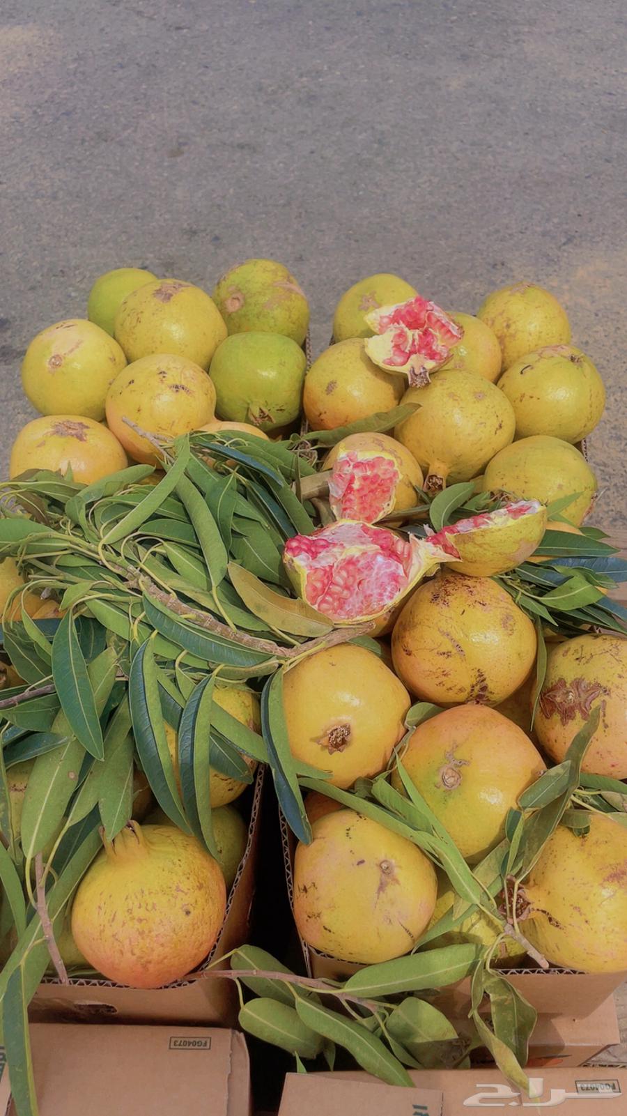 رمان بيدة. تربة مراوه(ويوجد لدينا توصيل )64384675048578110