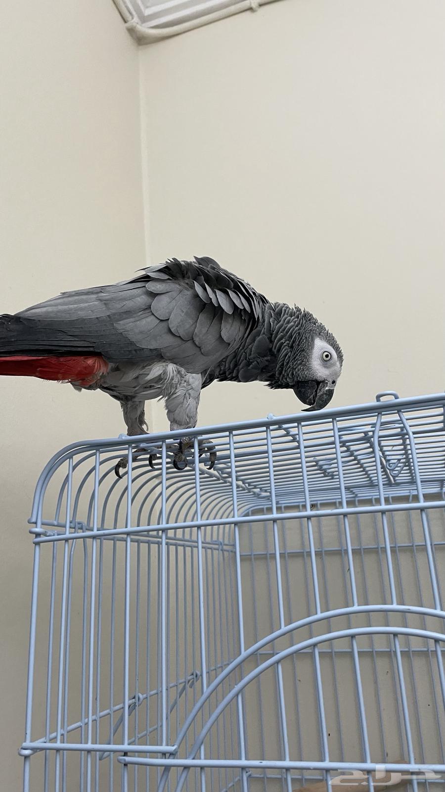 كاسكو للبيع64387967705218111