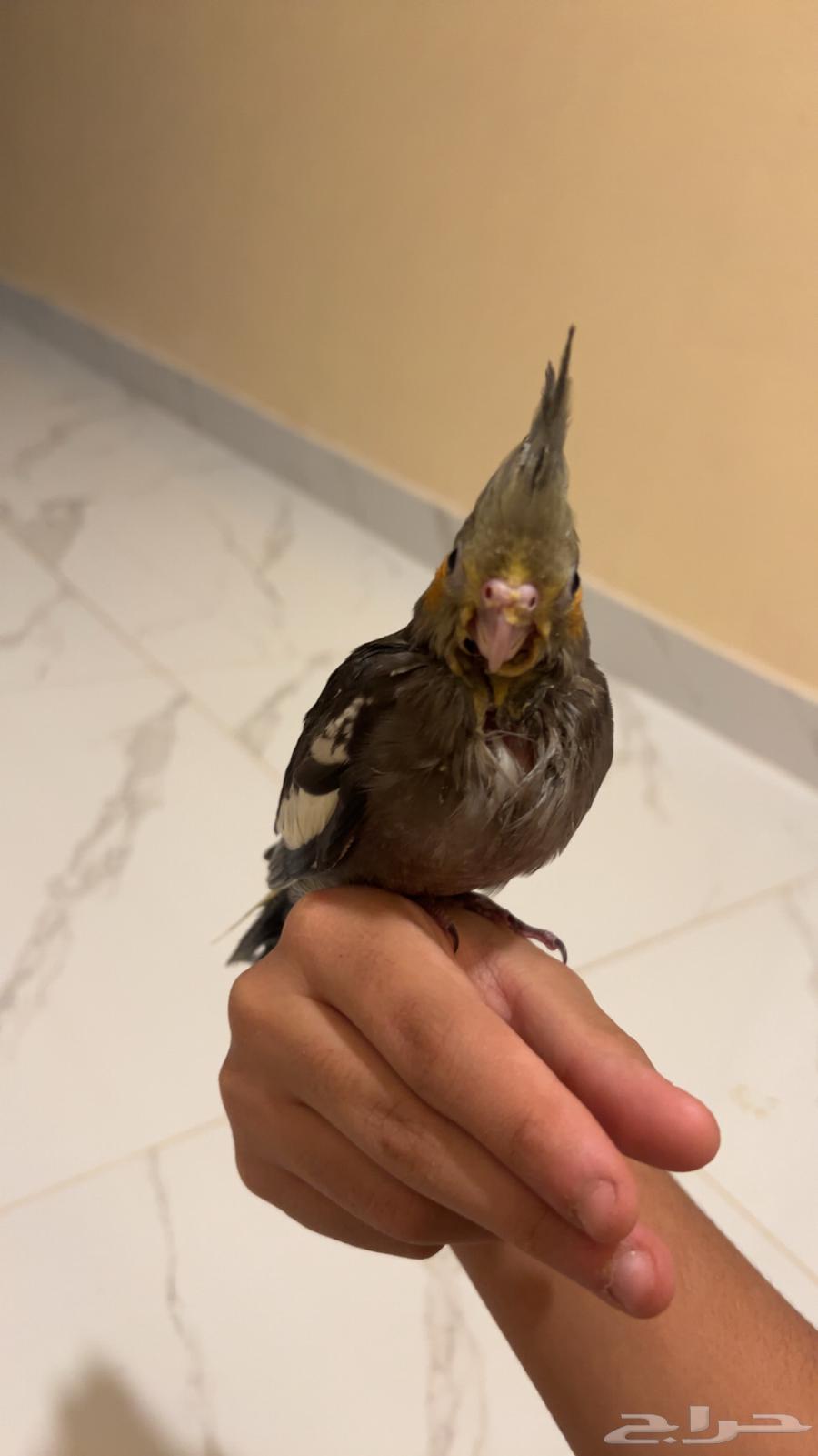 فرخ كروان الون موضح بصوره ( نورمال) العمر32 مولود28 يوليو64385369920131111