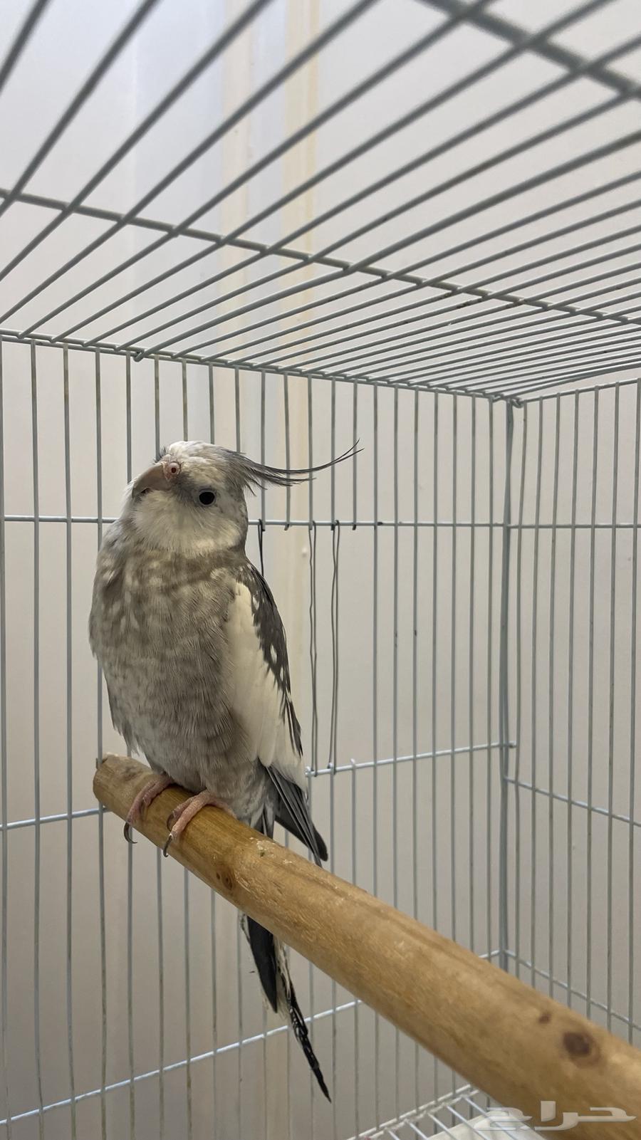 كروان اليف64380638760707114