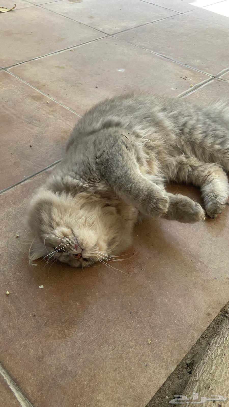 بسيس البف للبيع64378324778243113