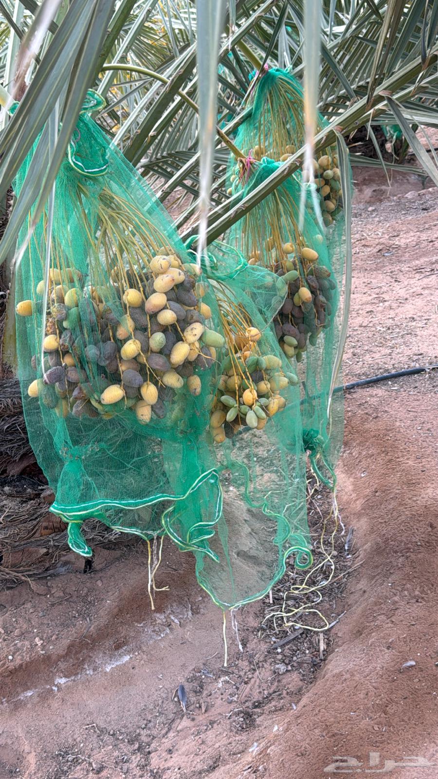 للبيع ثمر النخل سكري وخلاص عدد 180 نخله64386947802497114