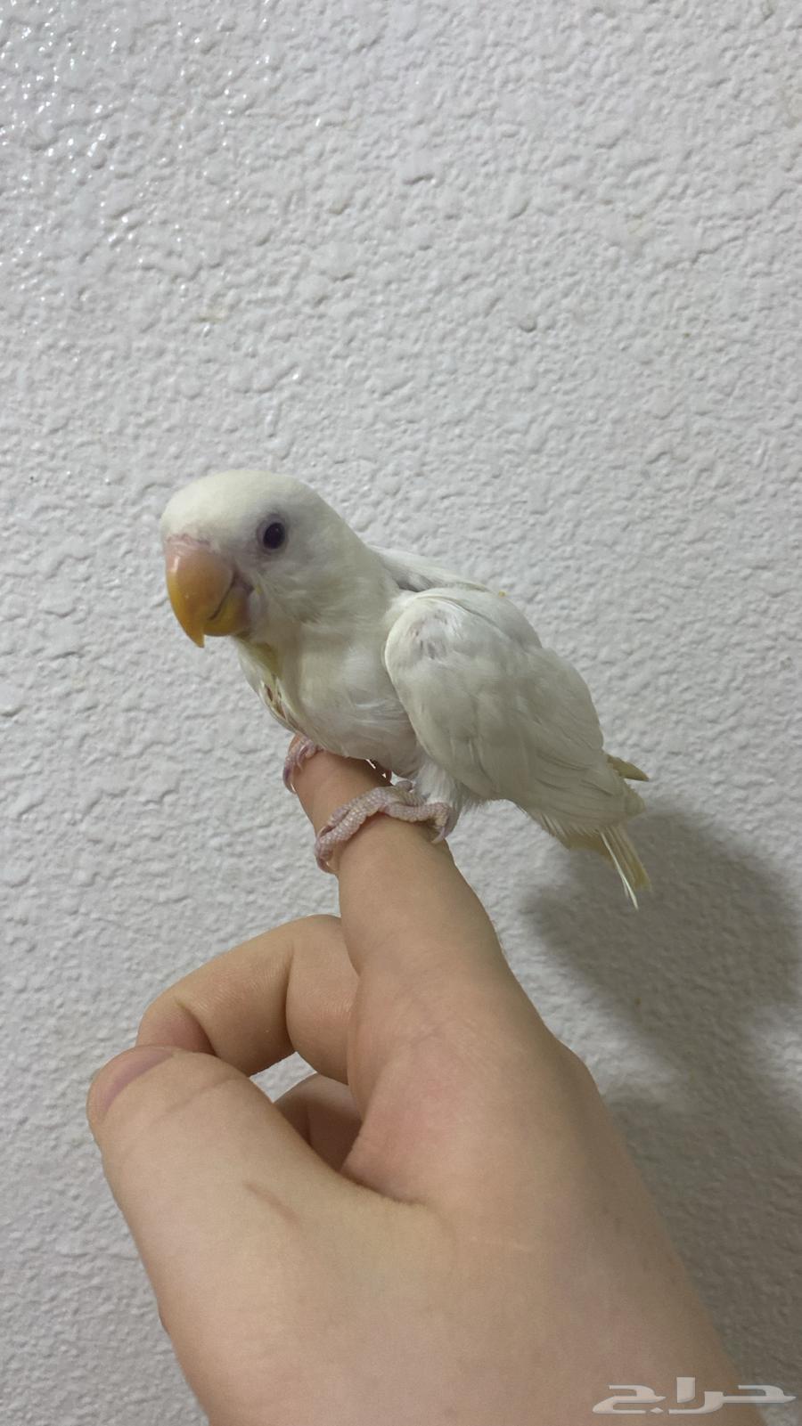 فرخ روز البينو هدد64384148019074110