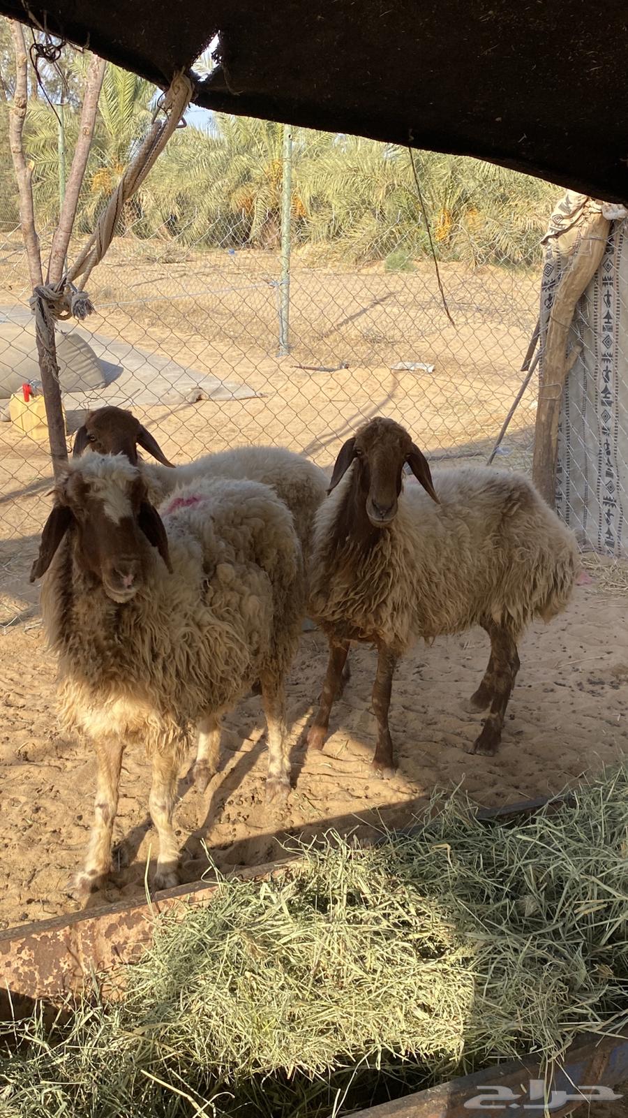 شياه نعيم64386318931969113