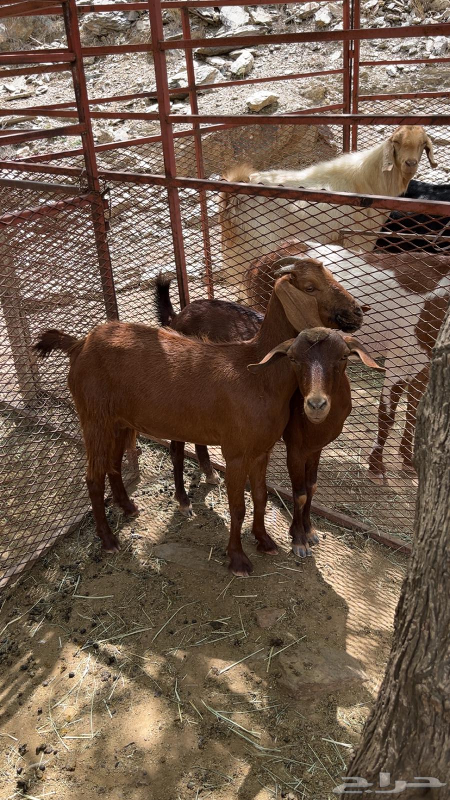 2من المعزا وحده دافع وثانيه مدري عنه الحد 1850 اذكرو الله64384092199555111