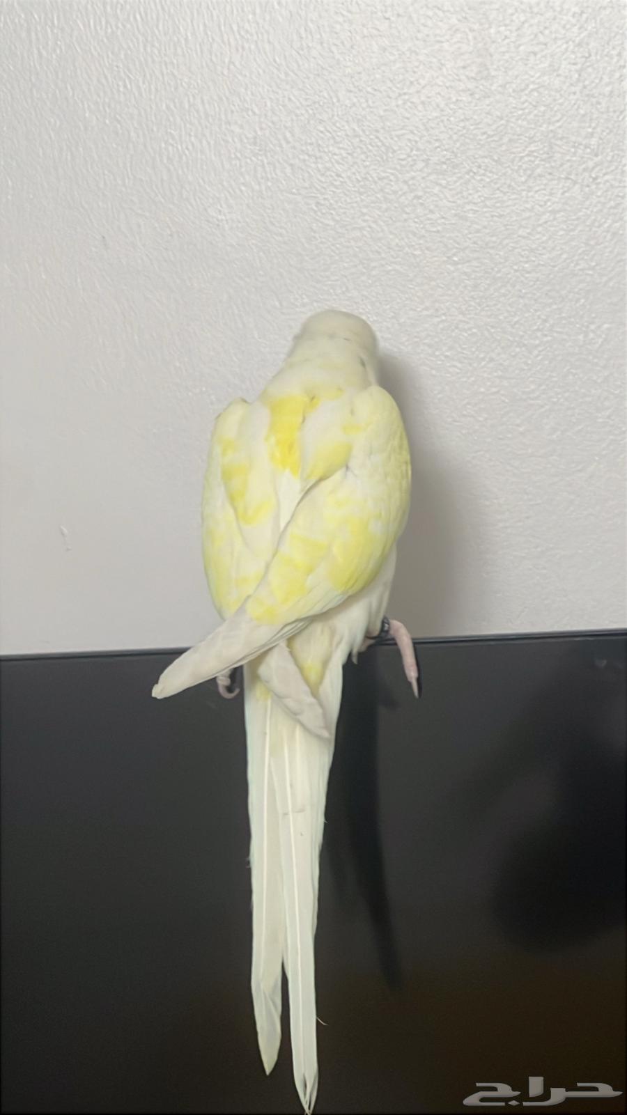 دره لوتينيو64384952461697111