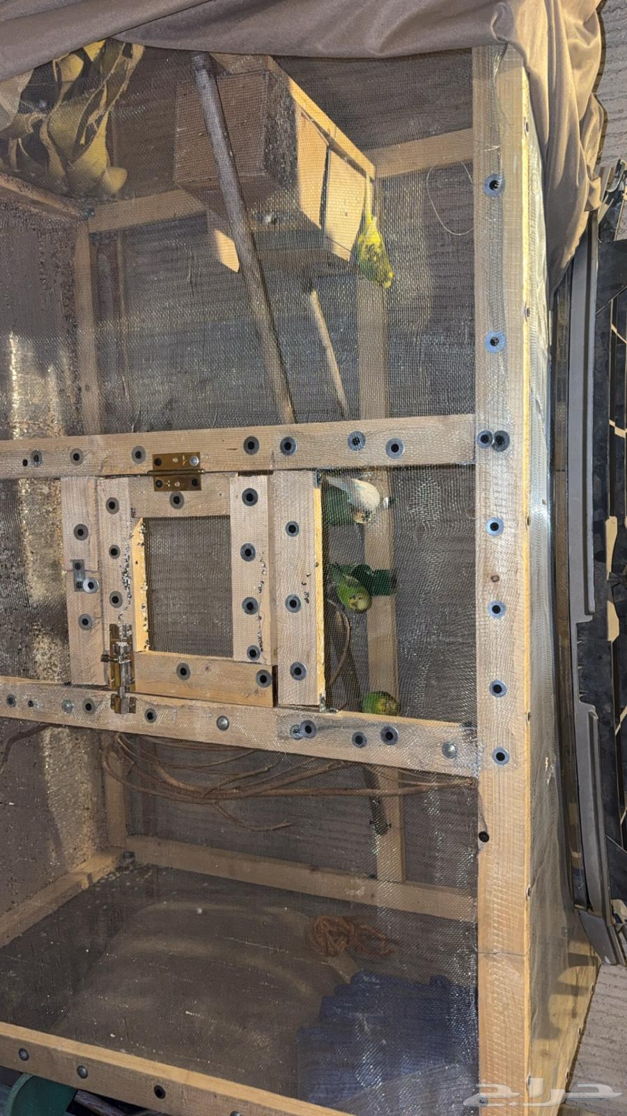 طيور حب للبيع64388908599041111