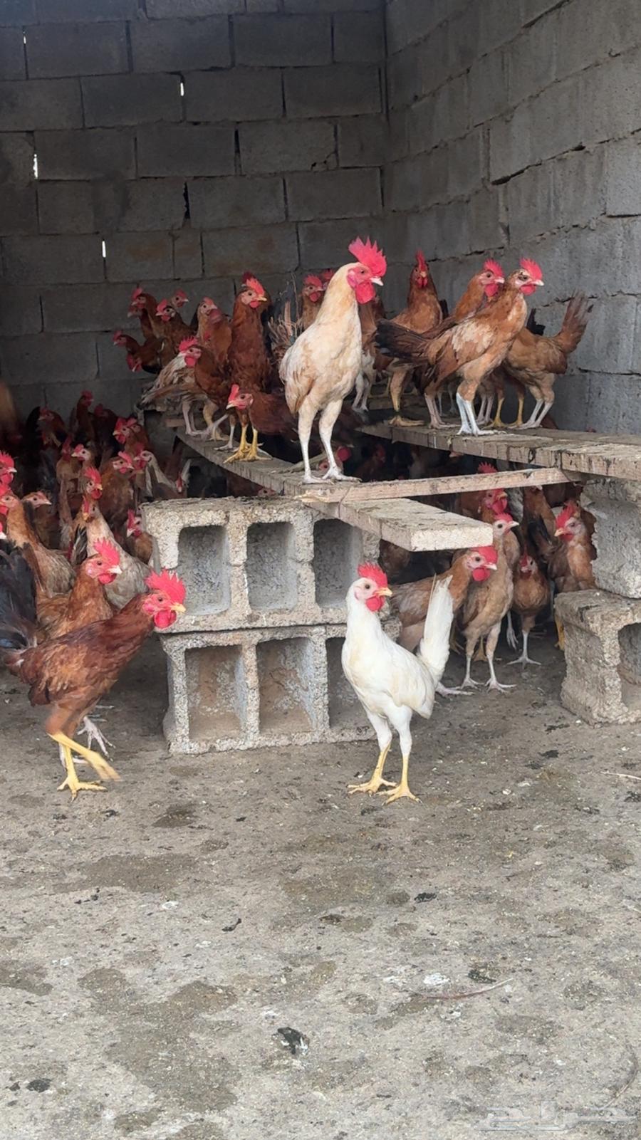 ديوك بلدي فواخر64381630246531112