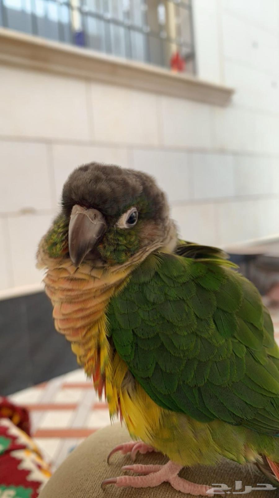 ببغاء كنيور يلو سايد64386431219075113