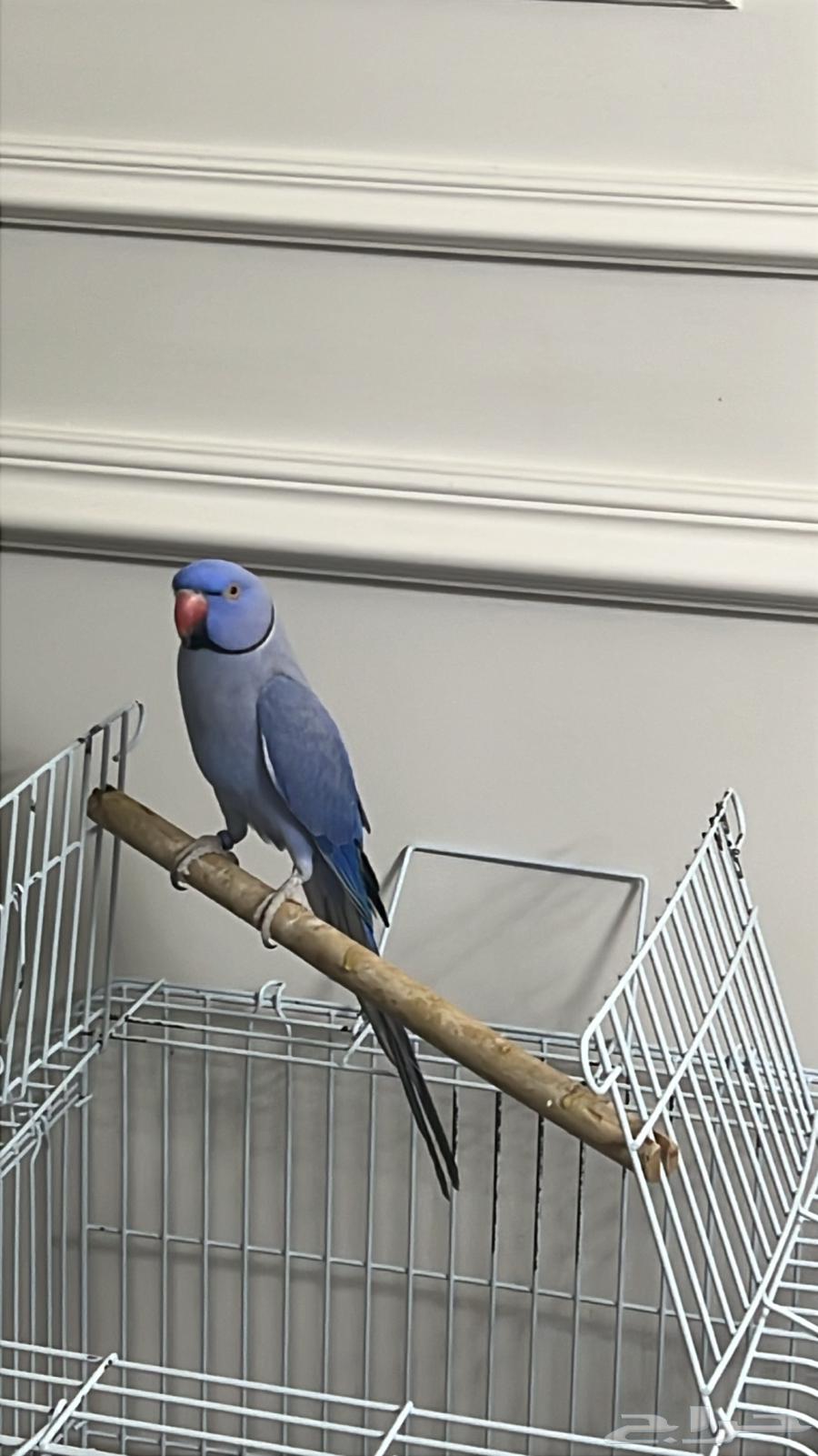 دره للبيع64379602439554112