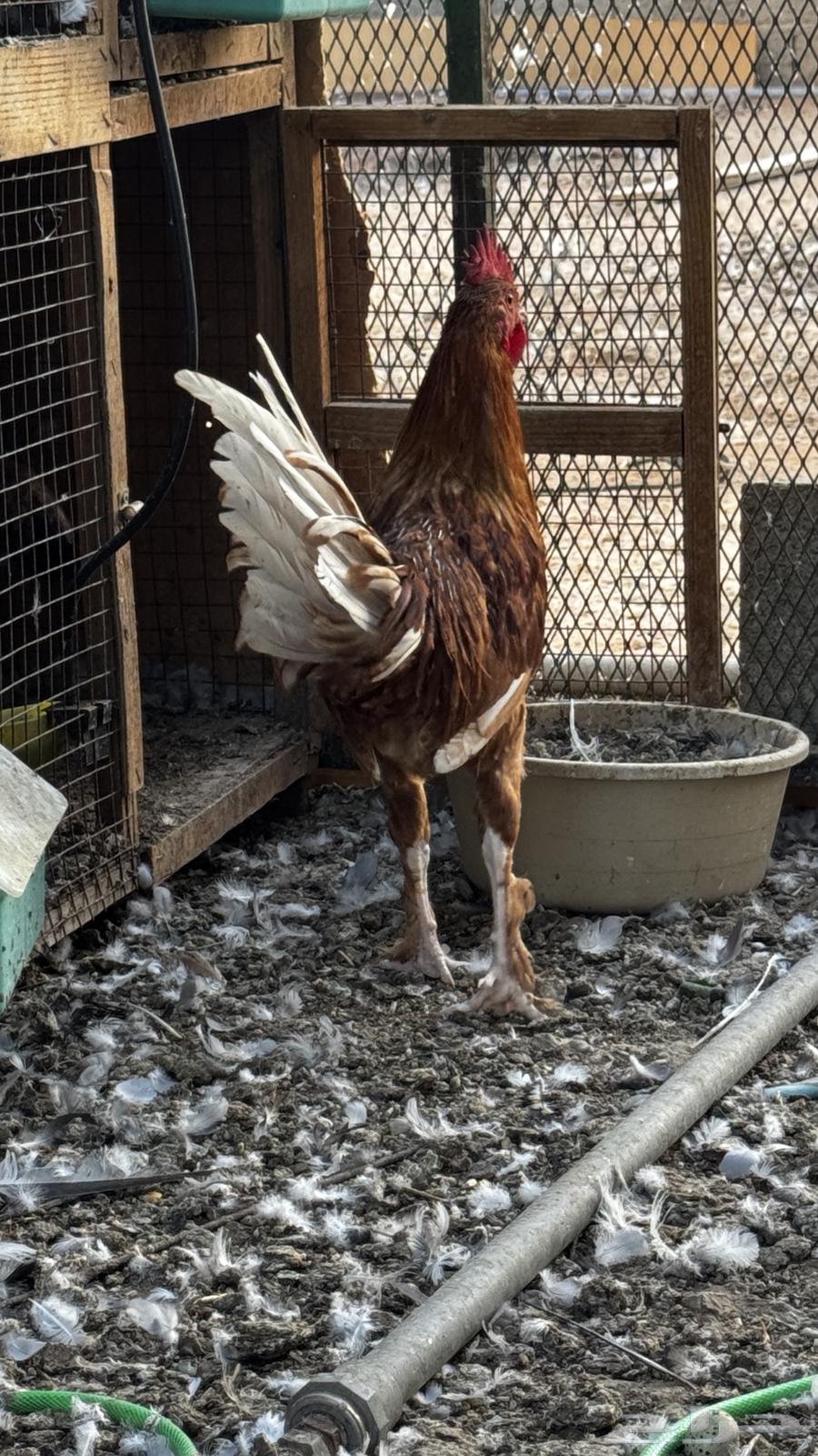 ديك للبيع64387829616257113