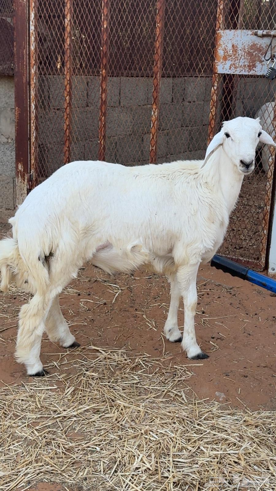 طلي حري فاخر64379959018243110