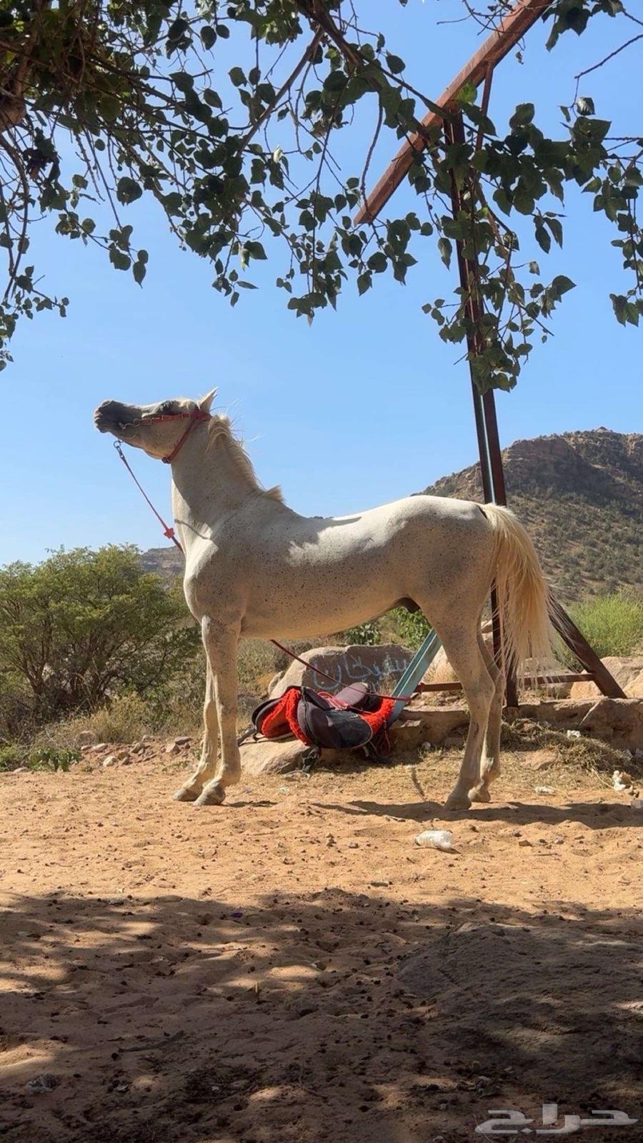 خيل واهو64389640198274112