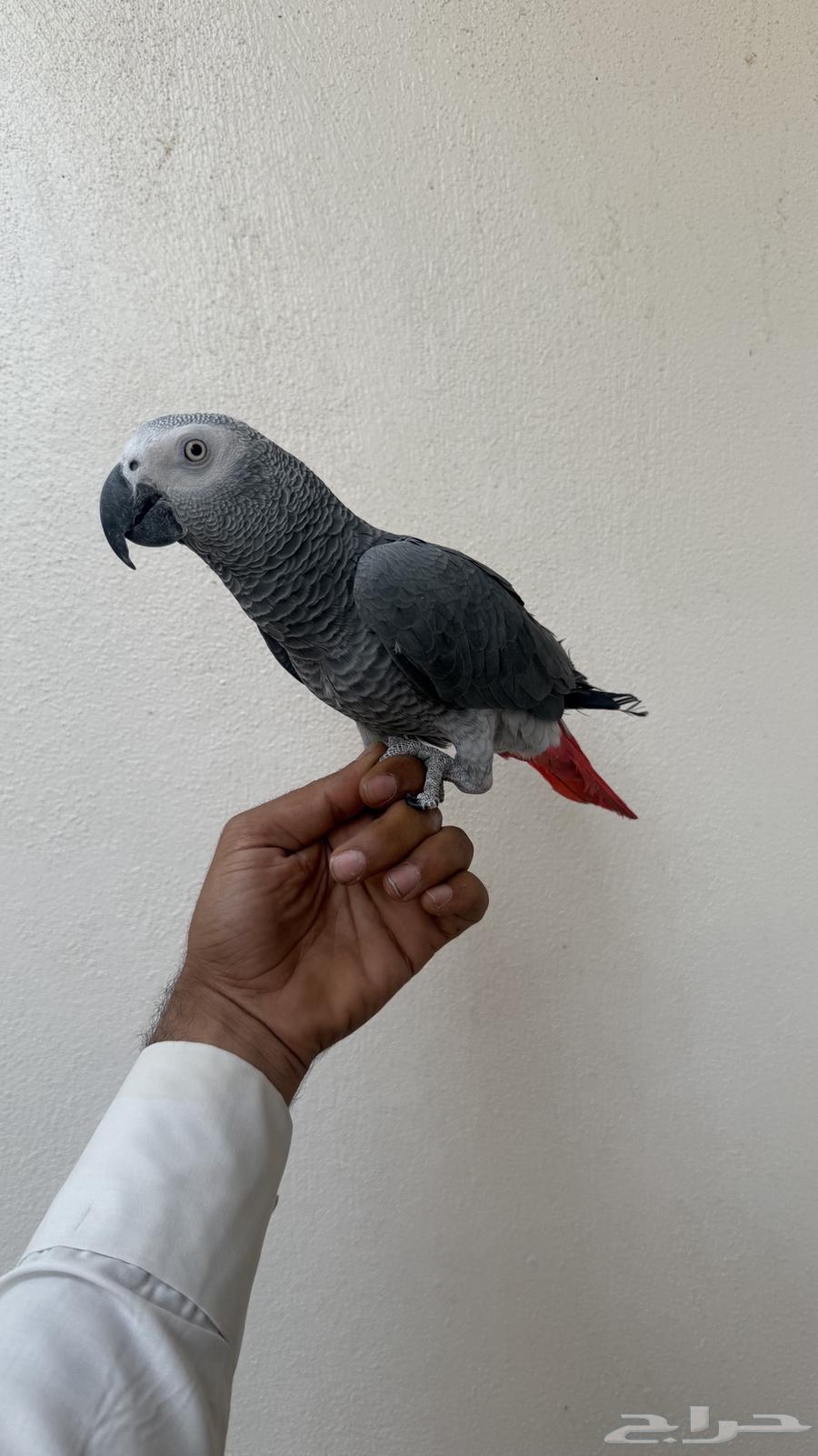 ببغاء كاسكو64379268044930110