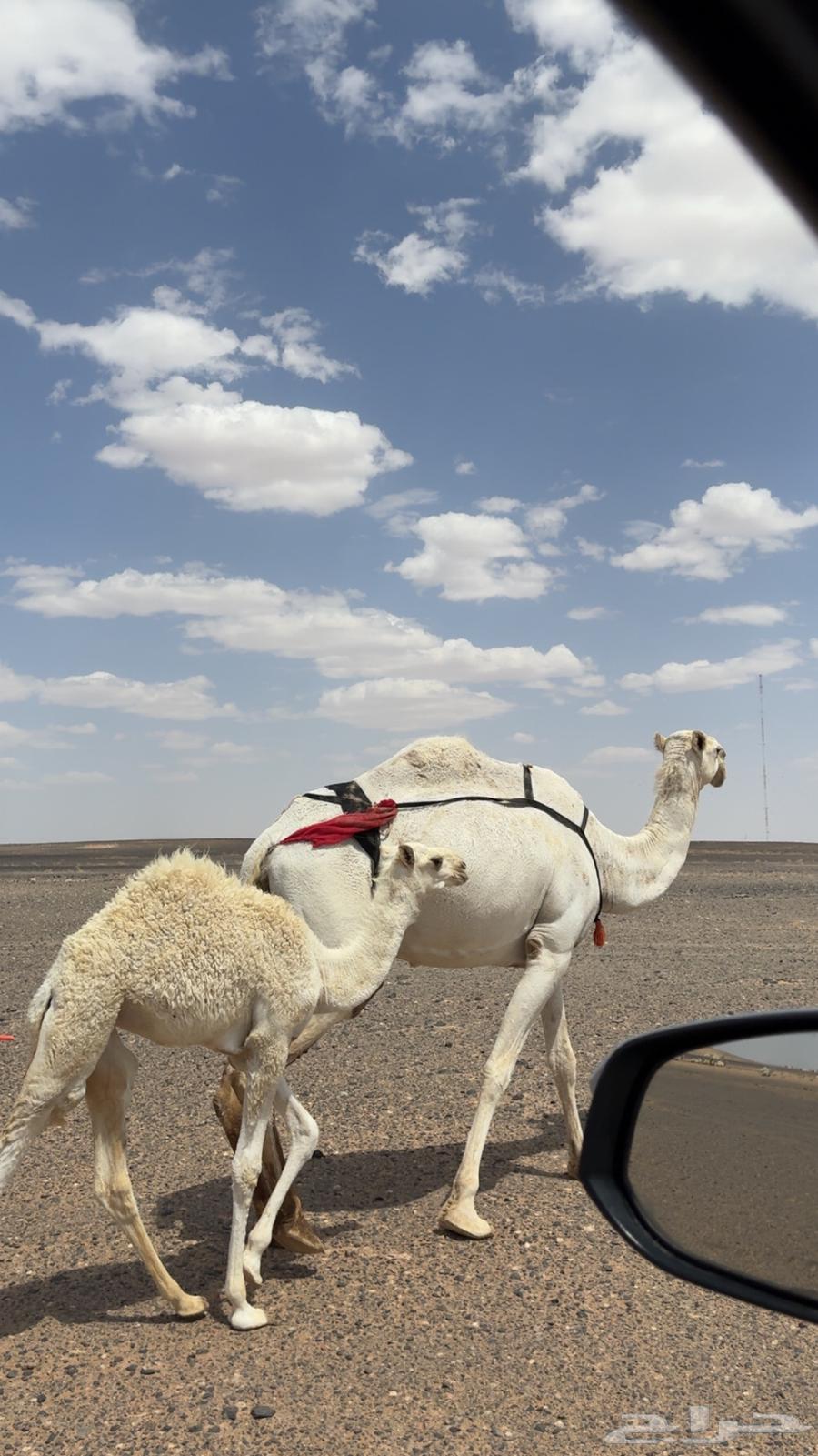 بكره عمرها3شهور64383650032514110