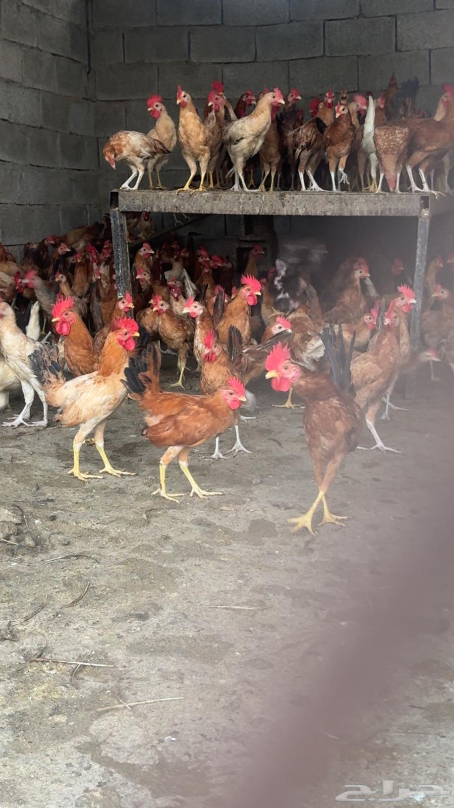 ديوك بلدي فواخر64381630246531111