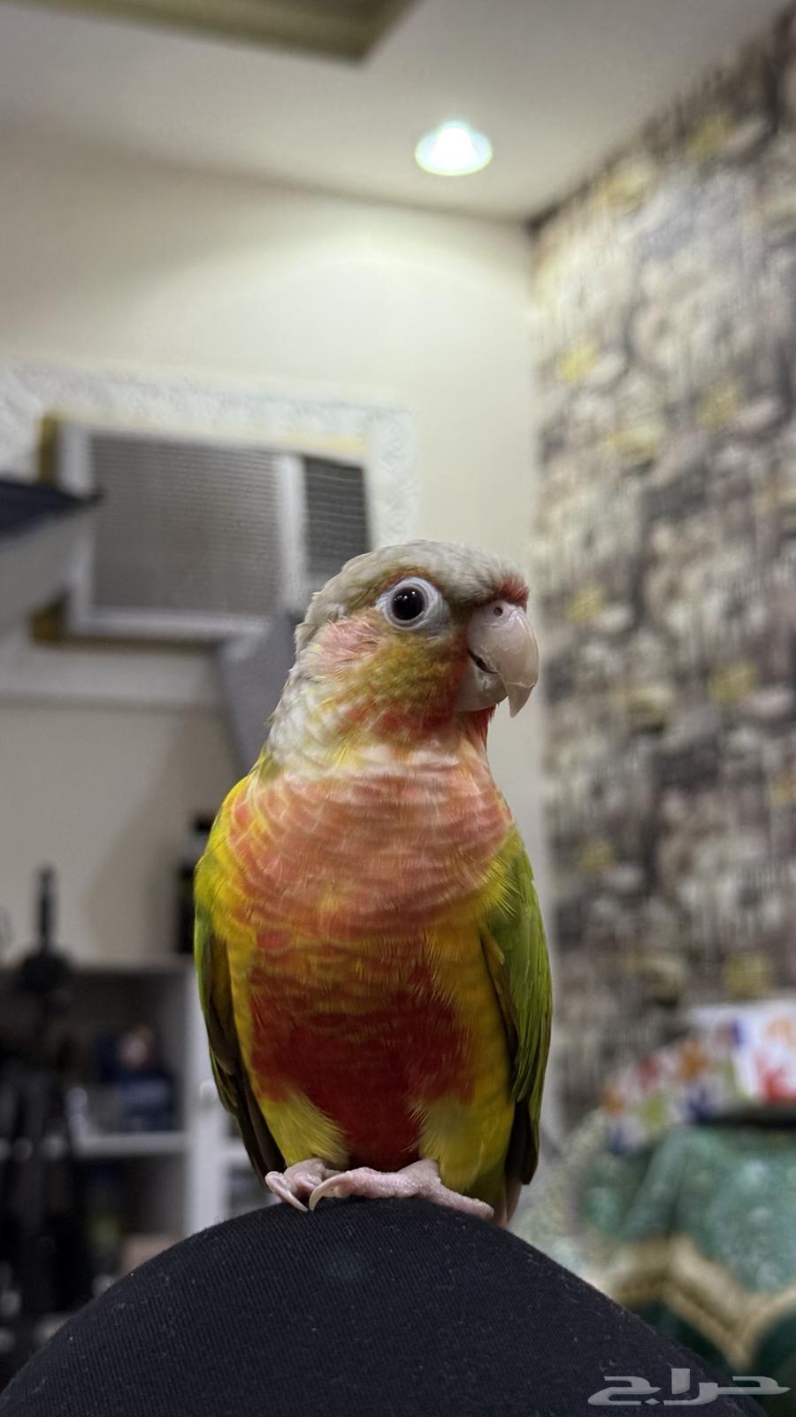 ببغاء كنيور رد دبل فاكتور64381976167427110