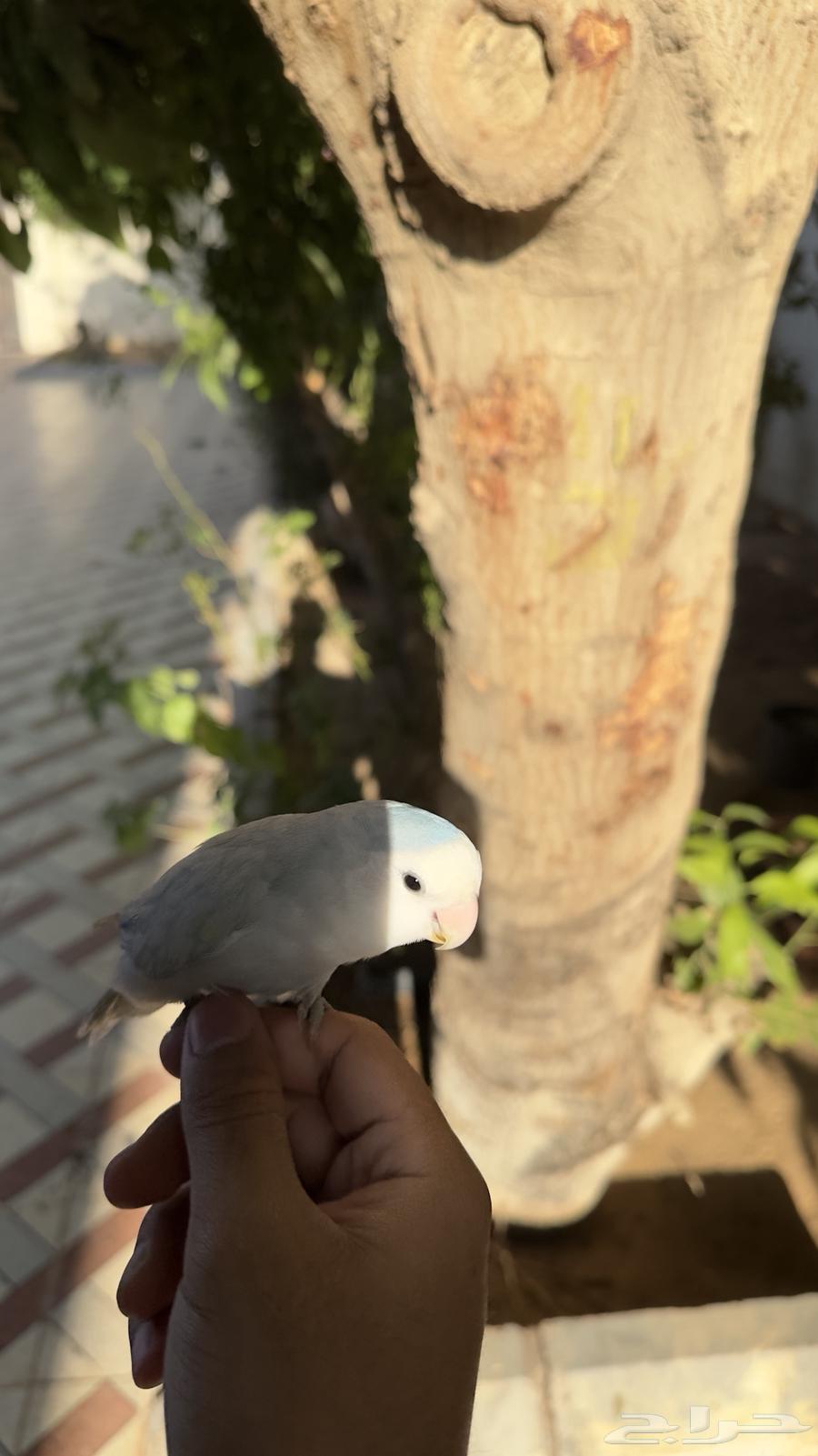 Day Bird64380374016130111