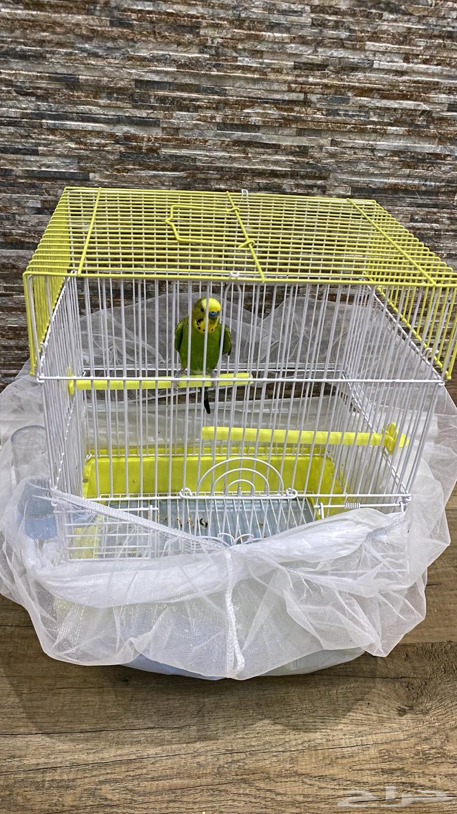 للبيع عصفور64384772600835111