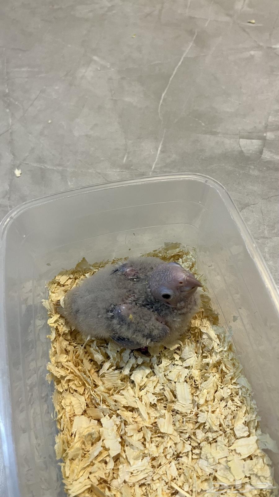 فرخ كنيور سينمون64392059632130111