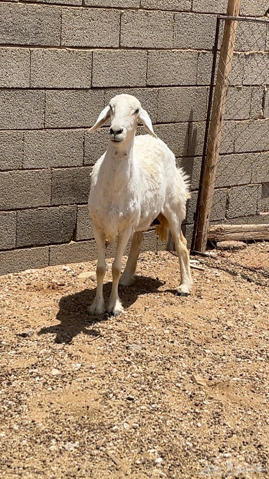 للبيع نعجه حريه64379775928579111