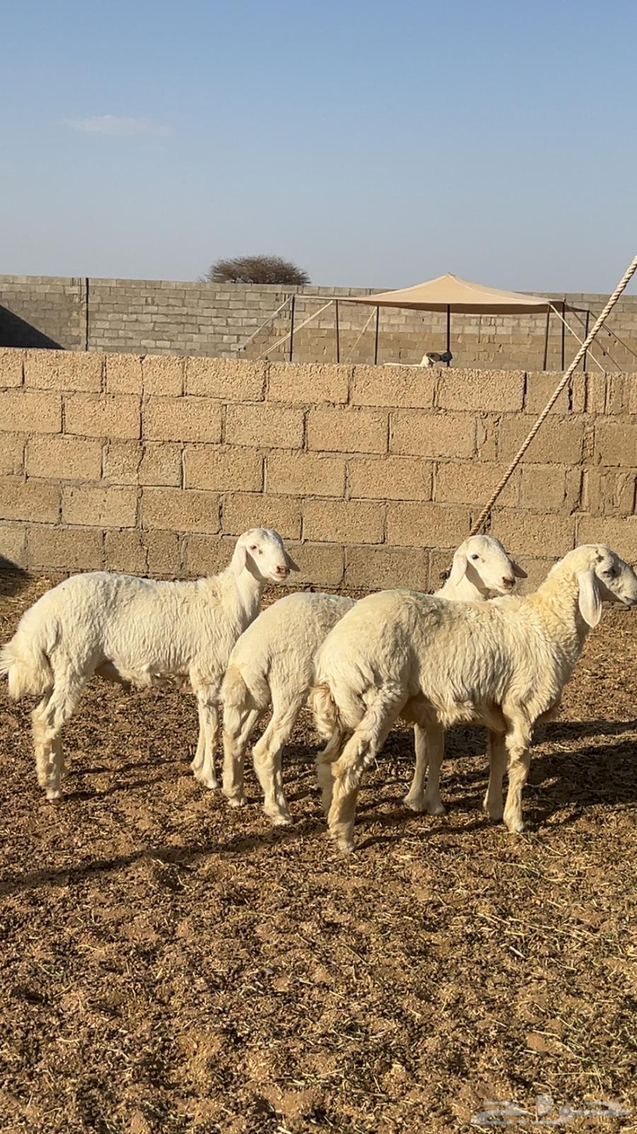 طليان حري للبيع64386207082498110