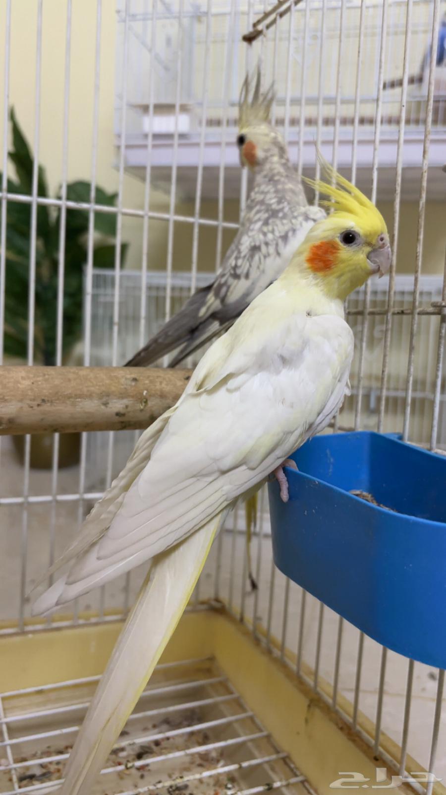 فردتين كروان اليفه64390165802113111