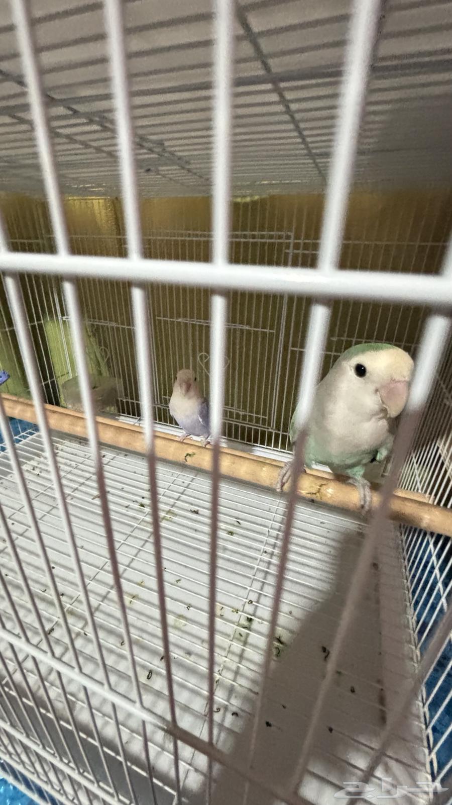 زوج روز منتج64381534752897114