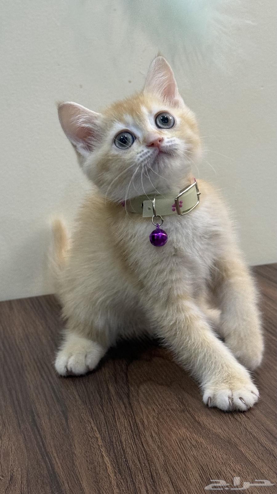 قطط سكوتش ستريت للبيع64390995509379112