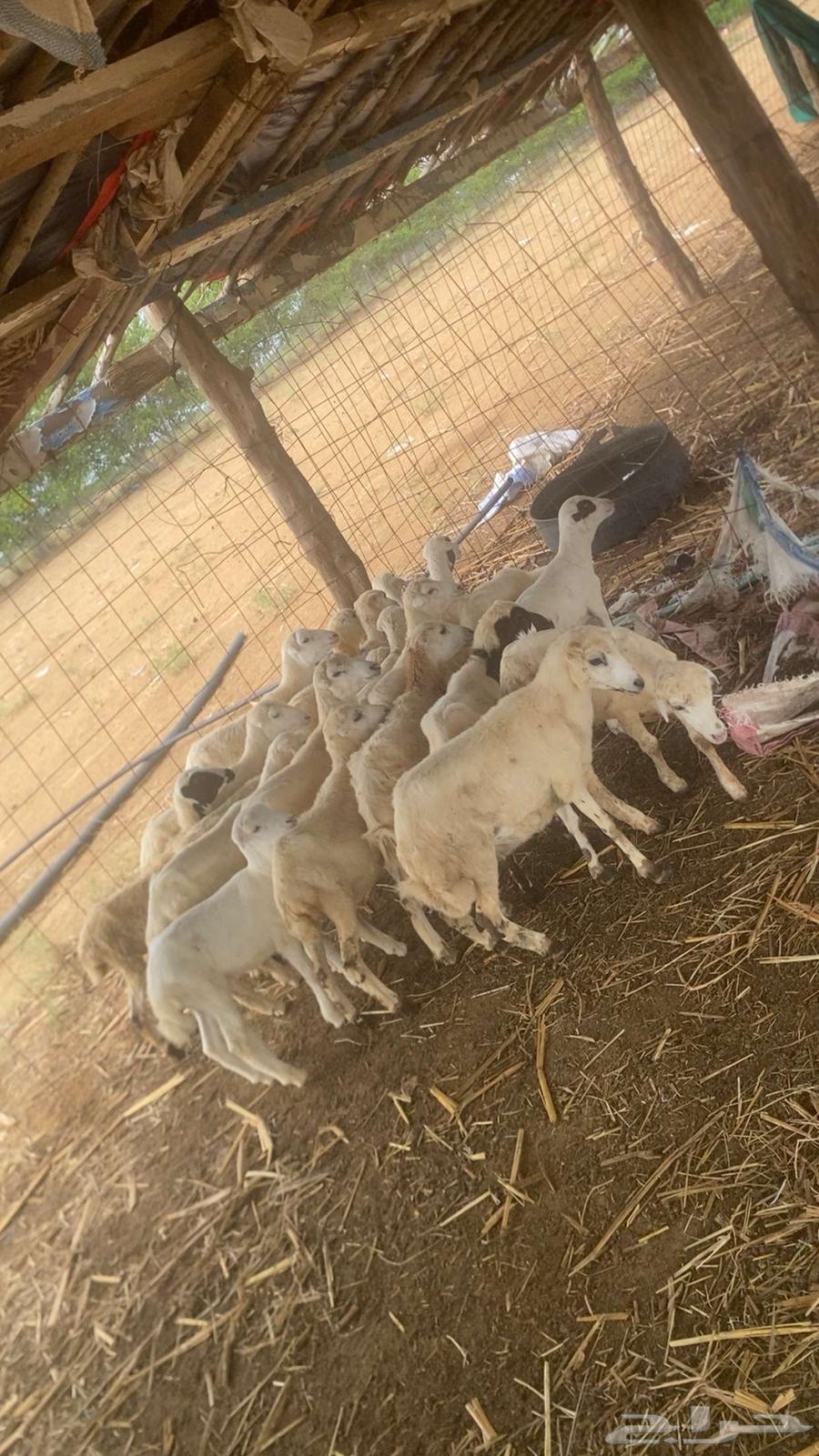 رخال بلدي فاخر64388078995202111