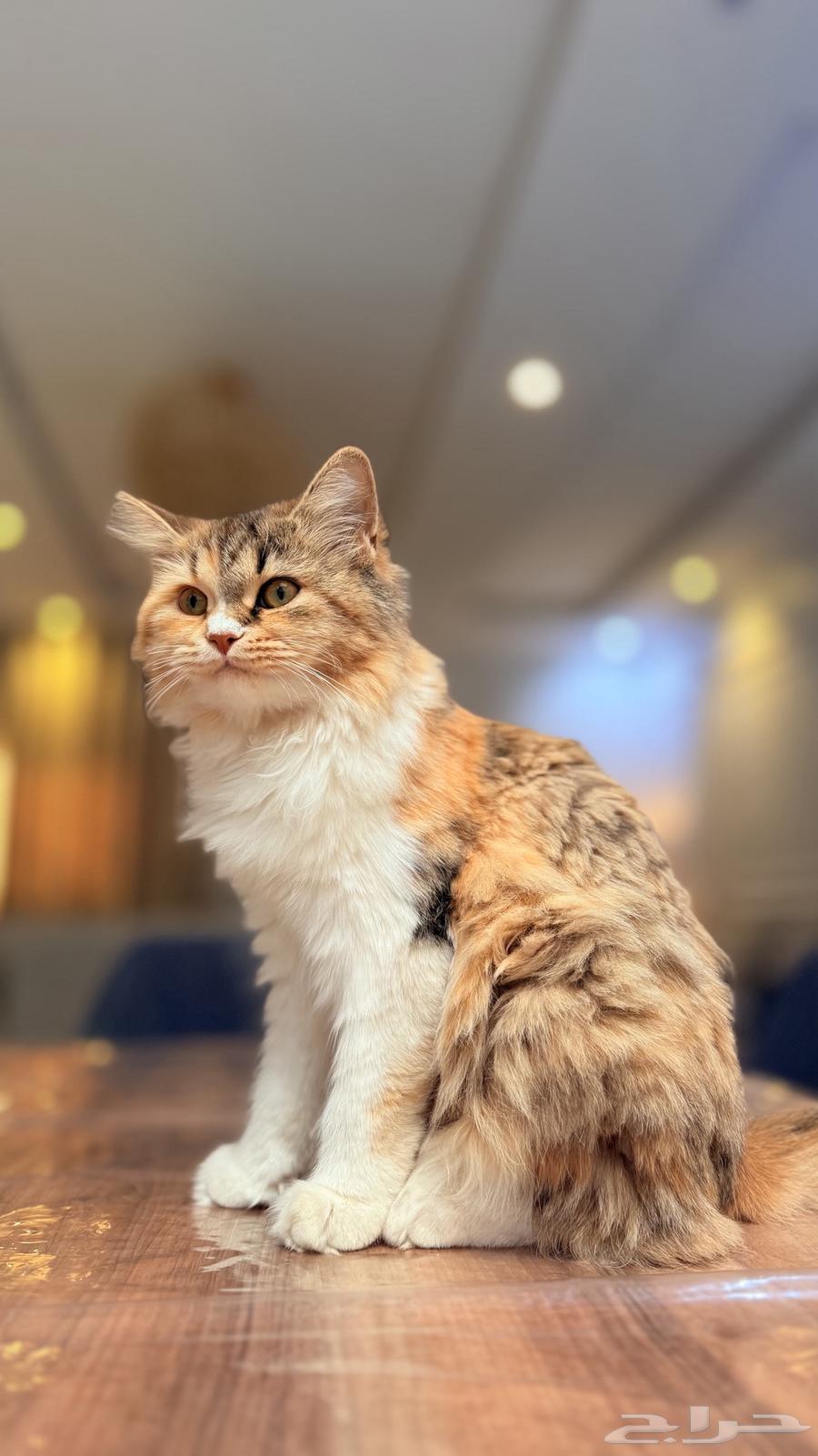 قطه تحب العب64386947811585111