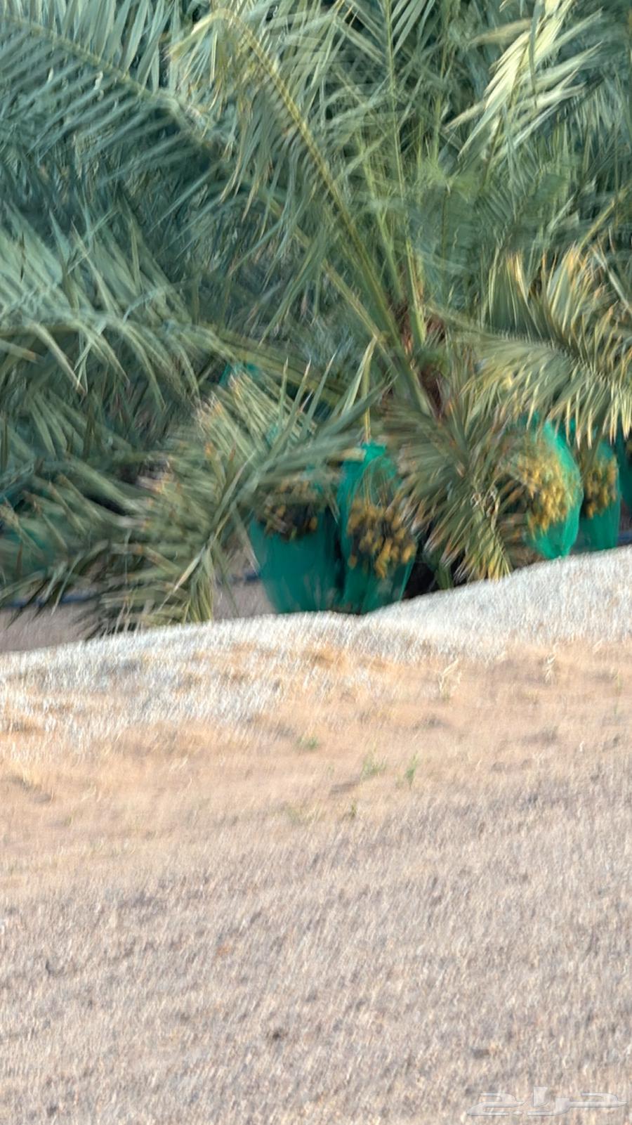 للبيع ثمر النخل سكري وخلاص عدد 180 نخله64386947802497112