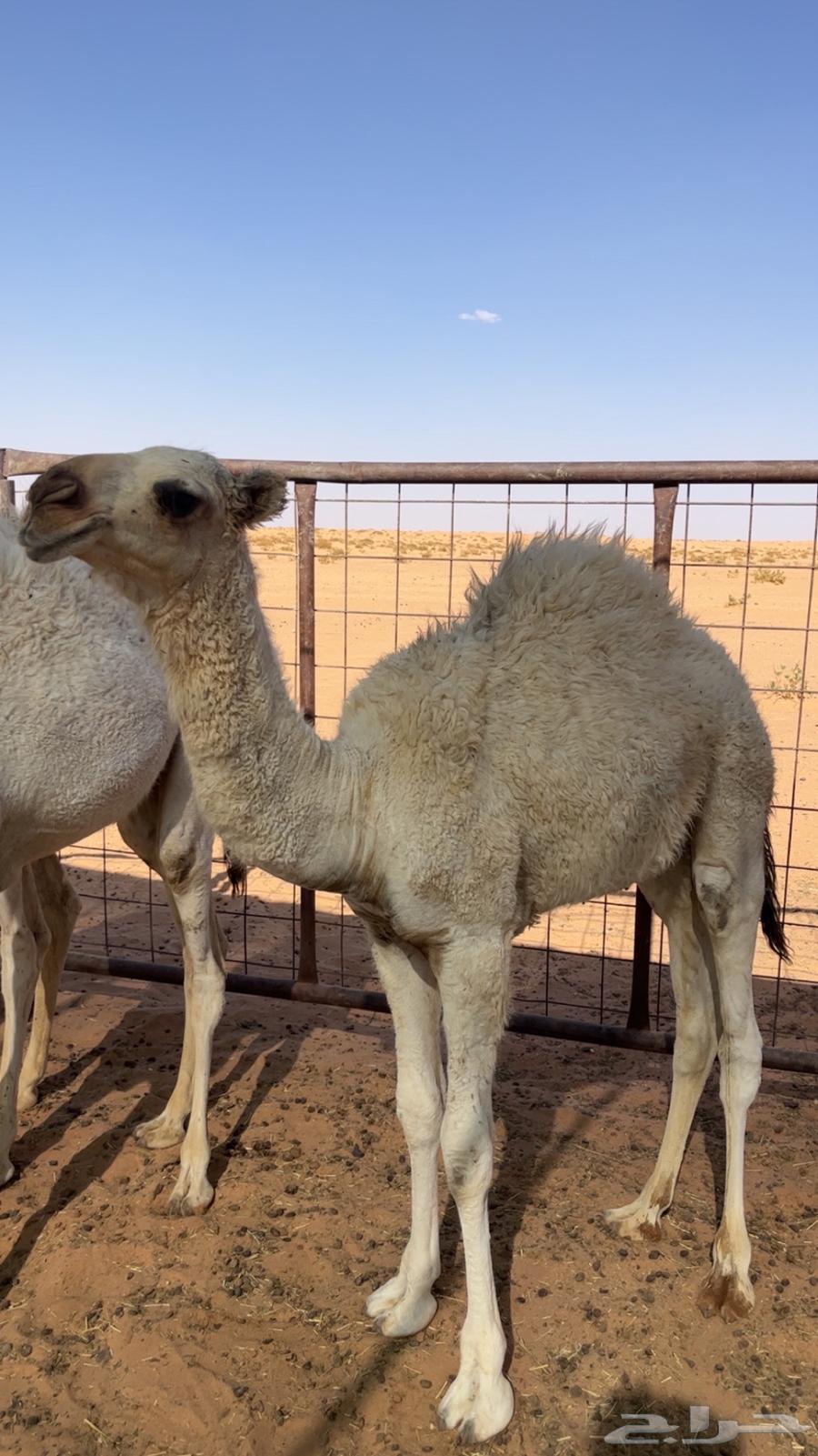 قعدان للبيع طيبات64386697151107112