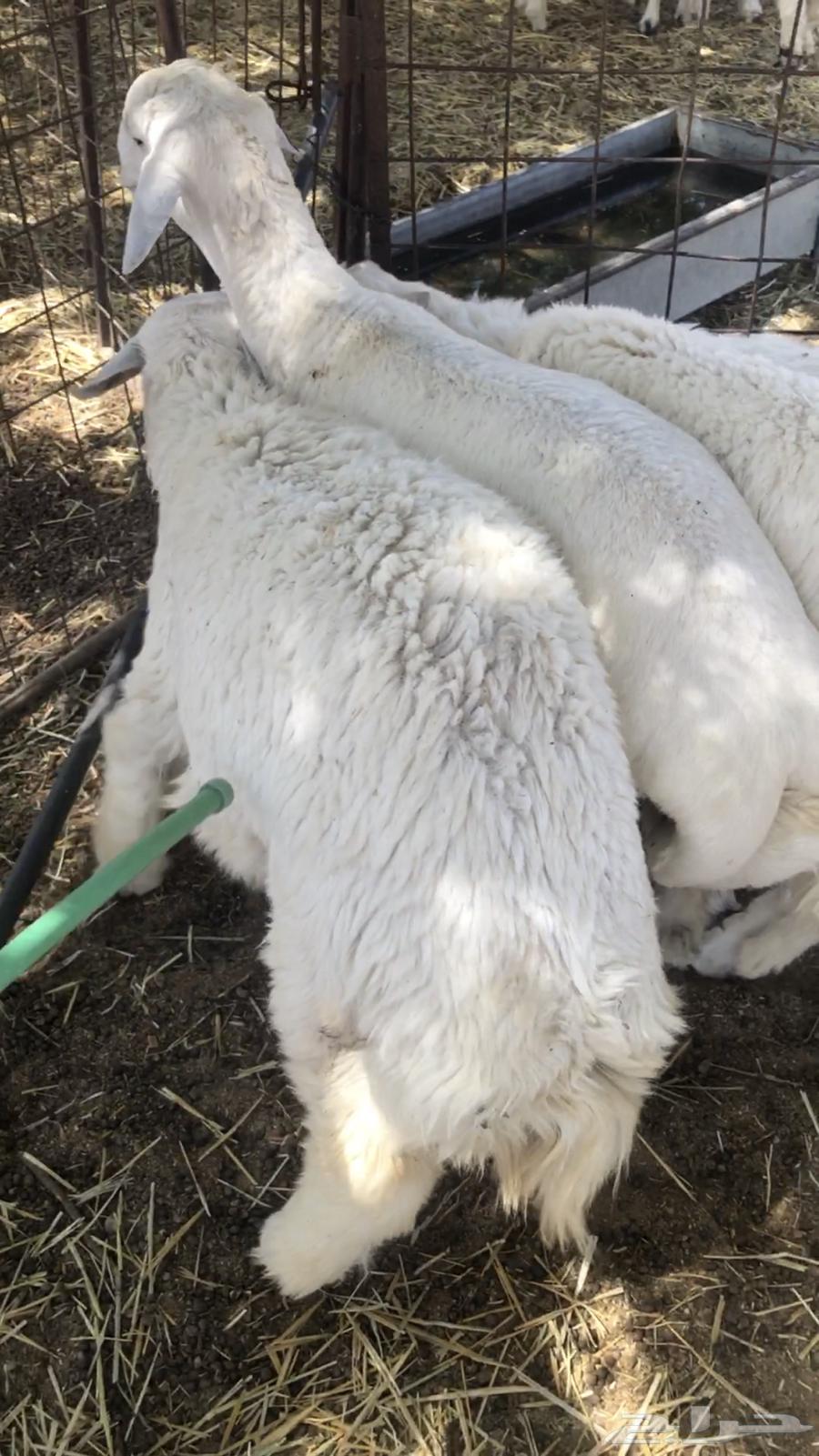 خرفان لبيع64387662639363112