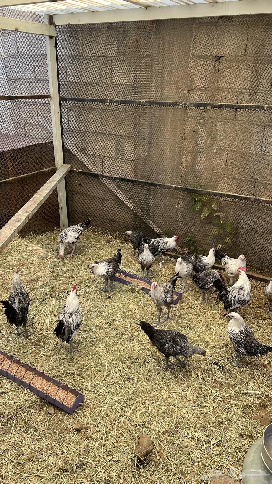 (دجاج فيومي للبيع)64380888441858111