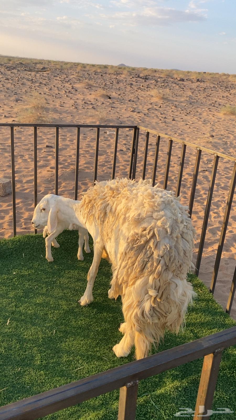 خلفه متبع تم البيع64387285871491110