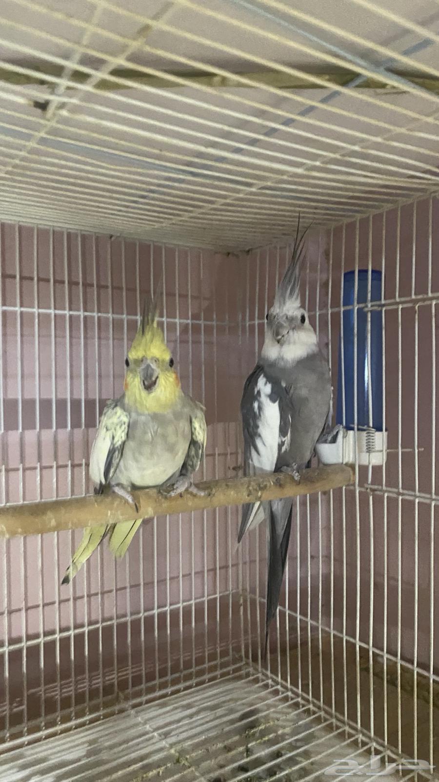 Breeding pair of conditionally productive crowns64384675007746110