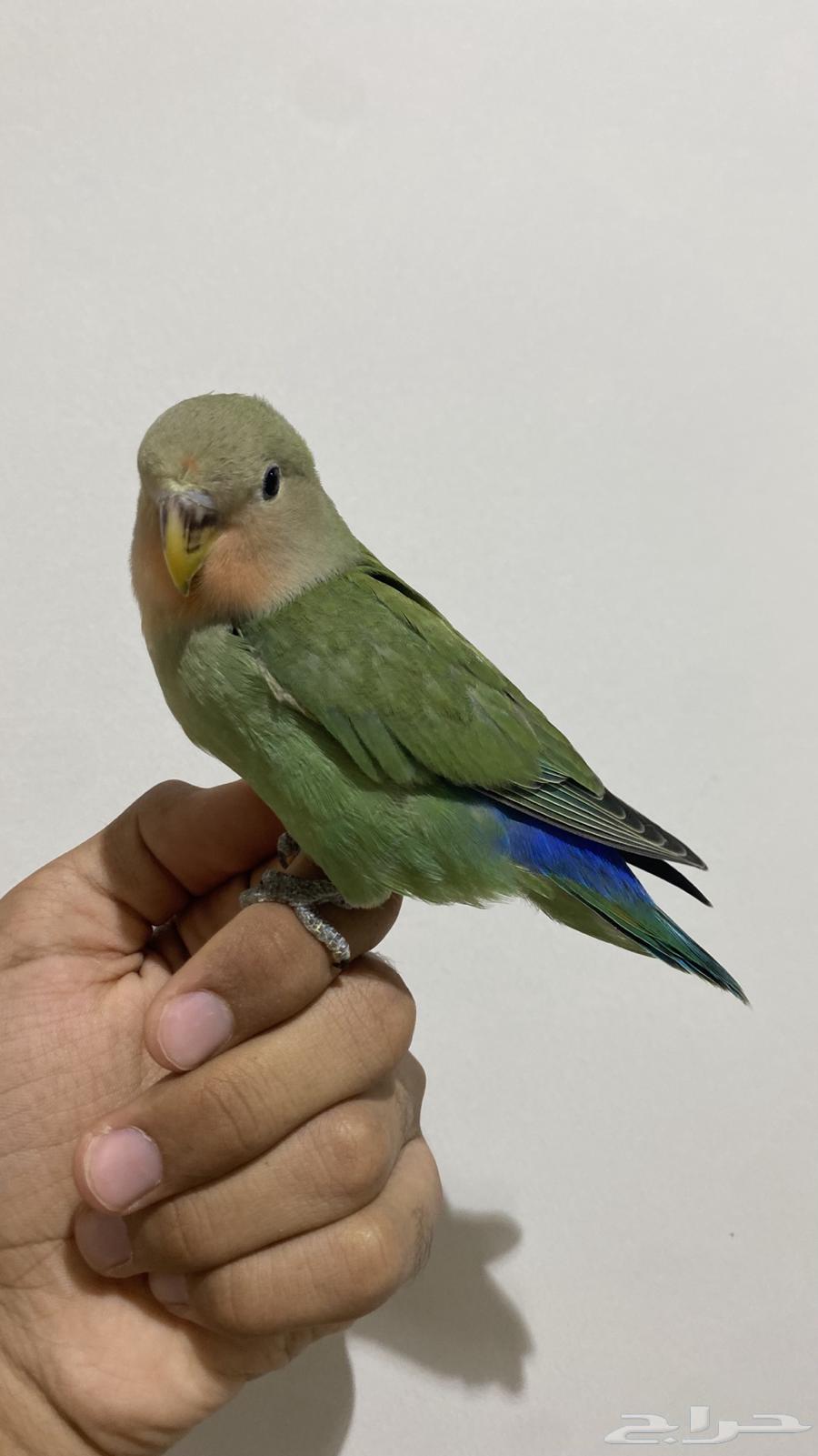 روز رد فيس اليف (تم البيع)64383261025409112