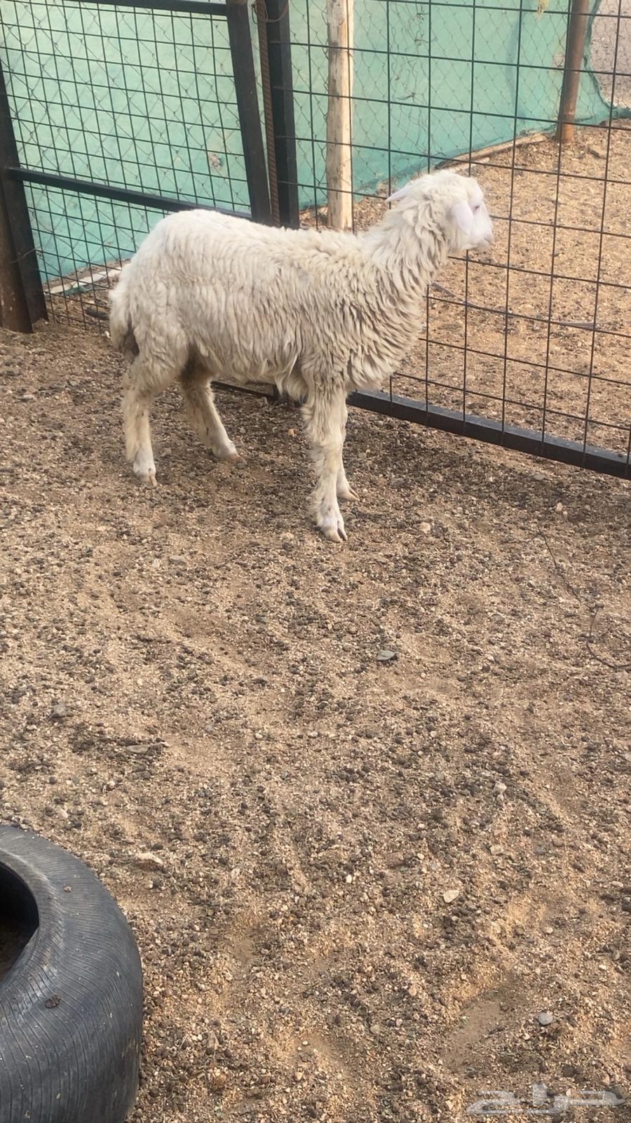 طلي ورخال64390911973761111