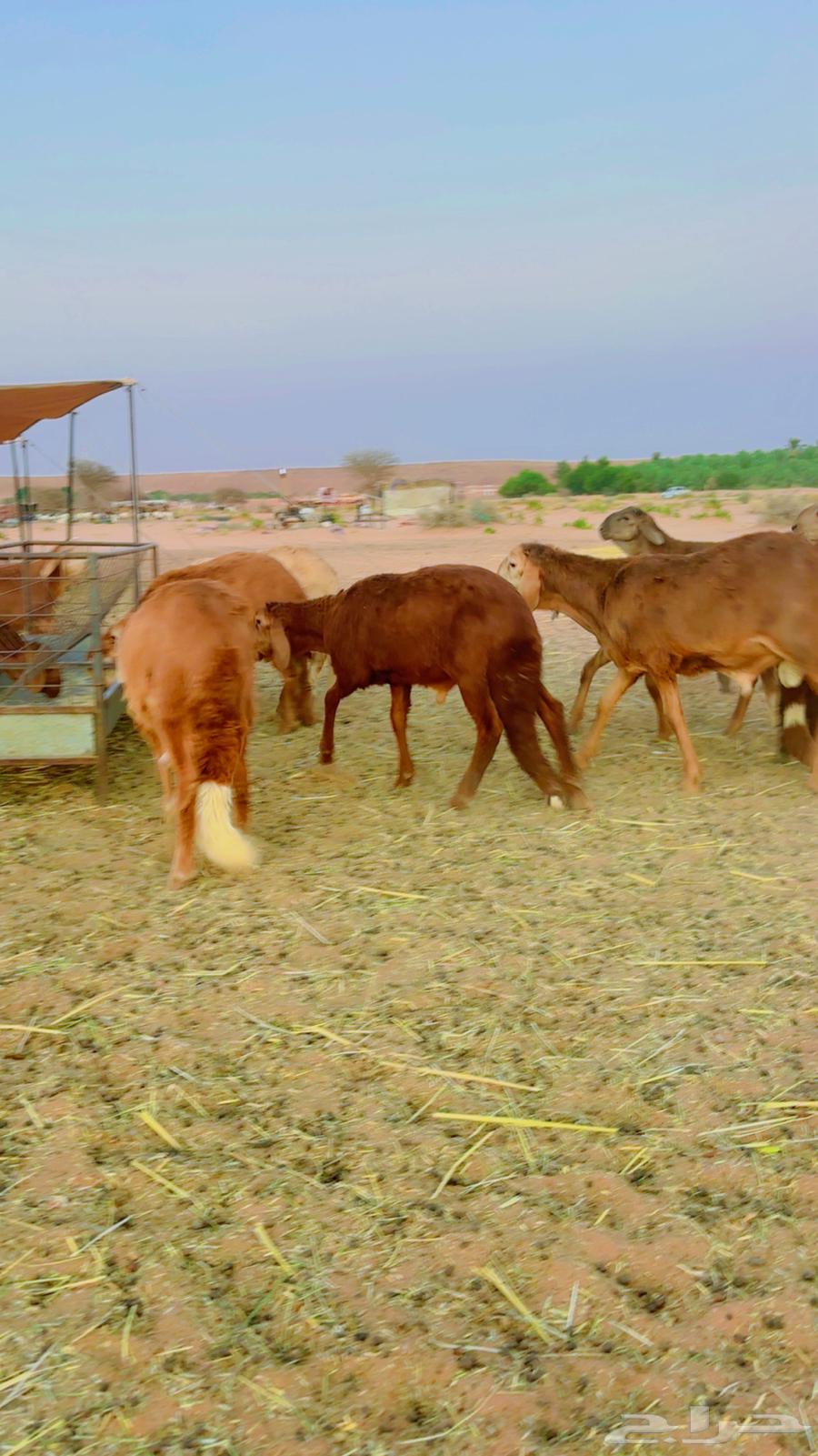 سواكن جذعان مرابي64387760046722112