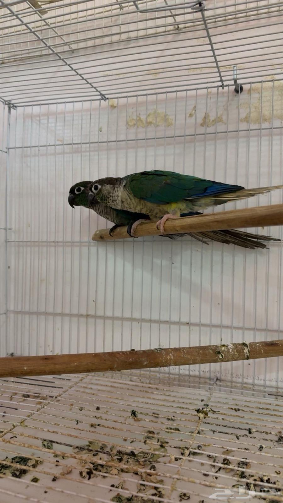 زوج كنيور بلو شيك64389516300035110