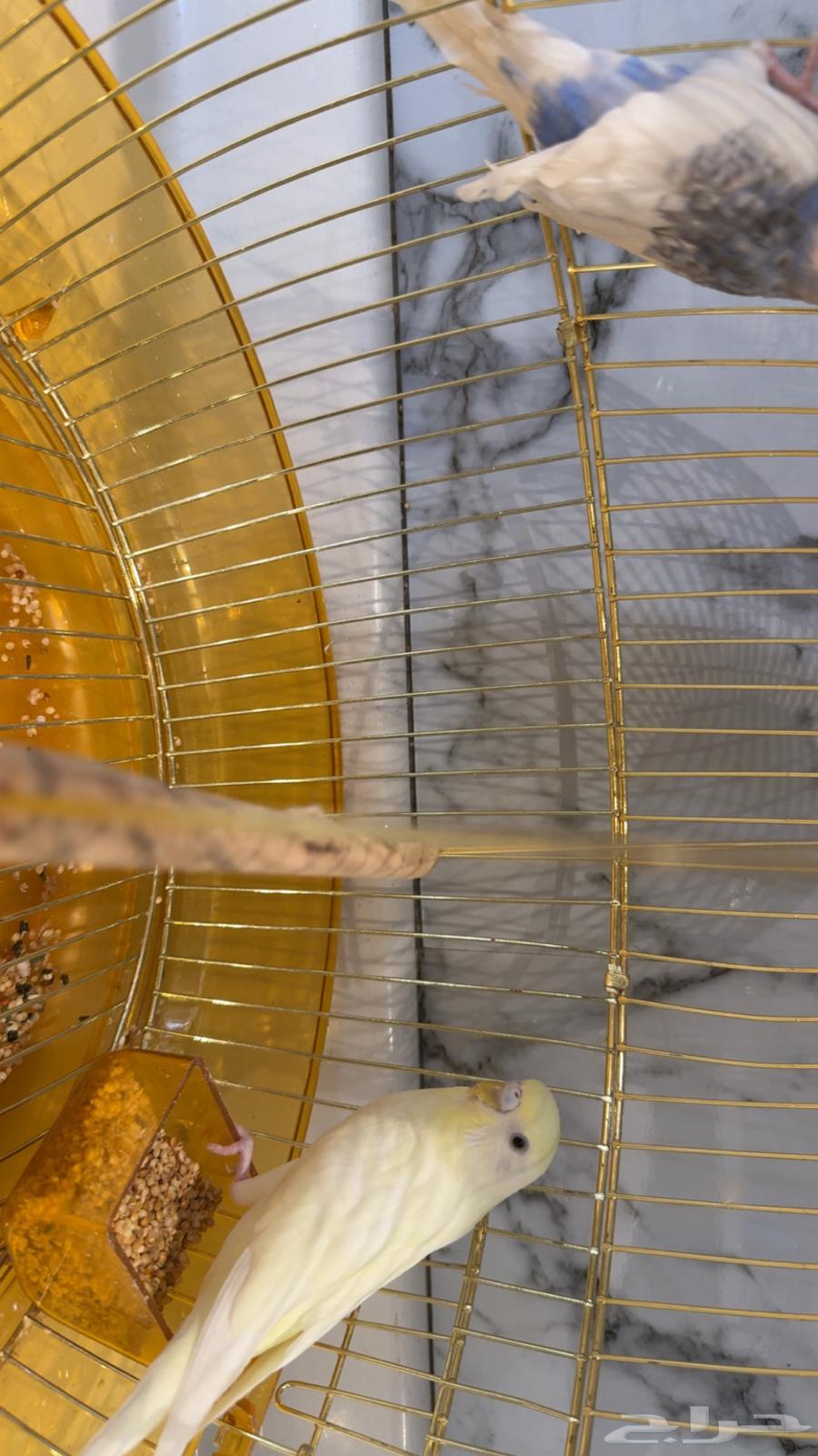 طيور للبيع64389806085123111