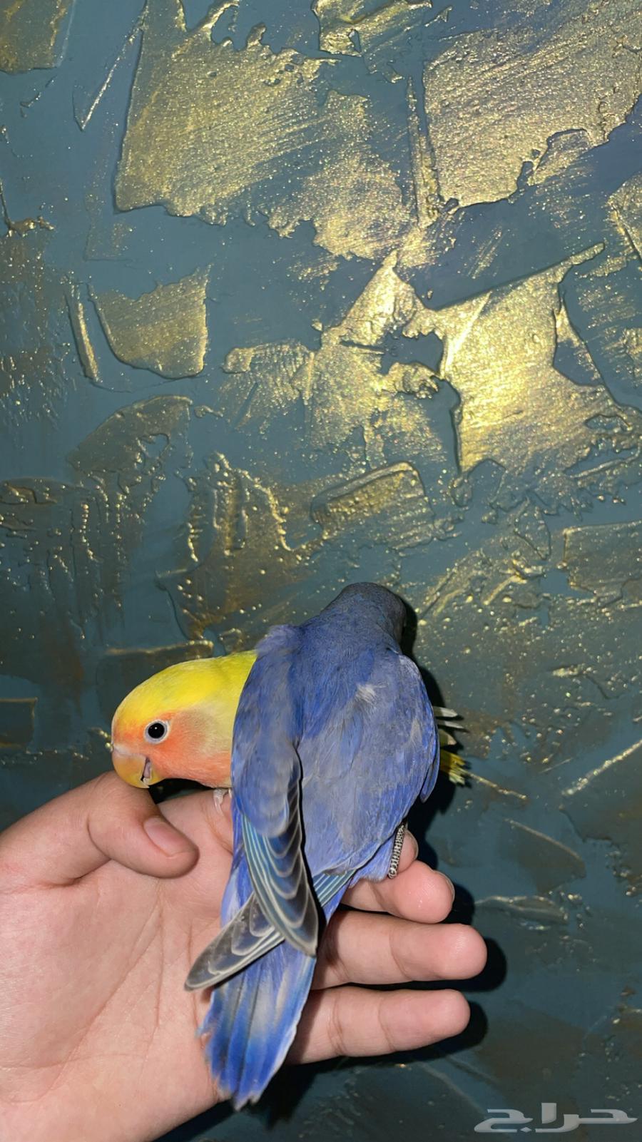 فروخ روز اليفه وكروان البينو (تم البيع)64389530028417114