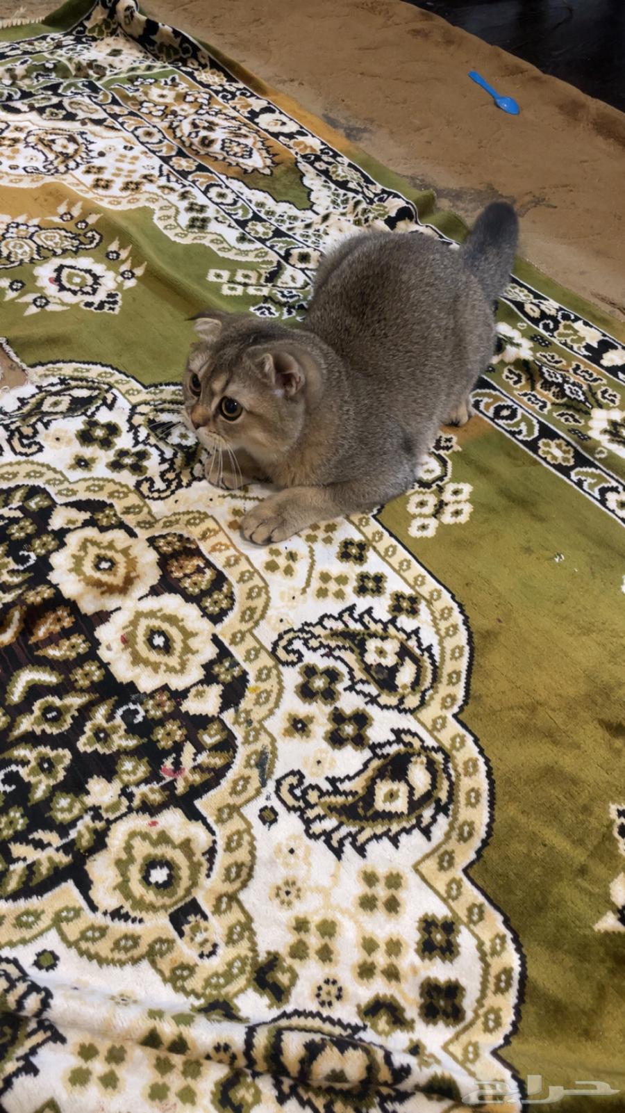 قطط سكوتش للبيع64378105543043112