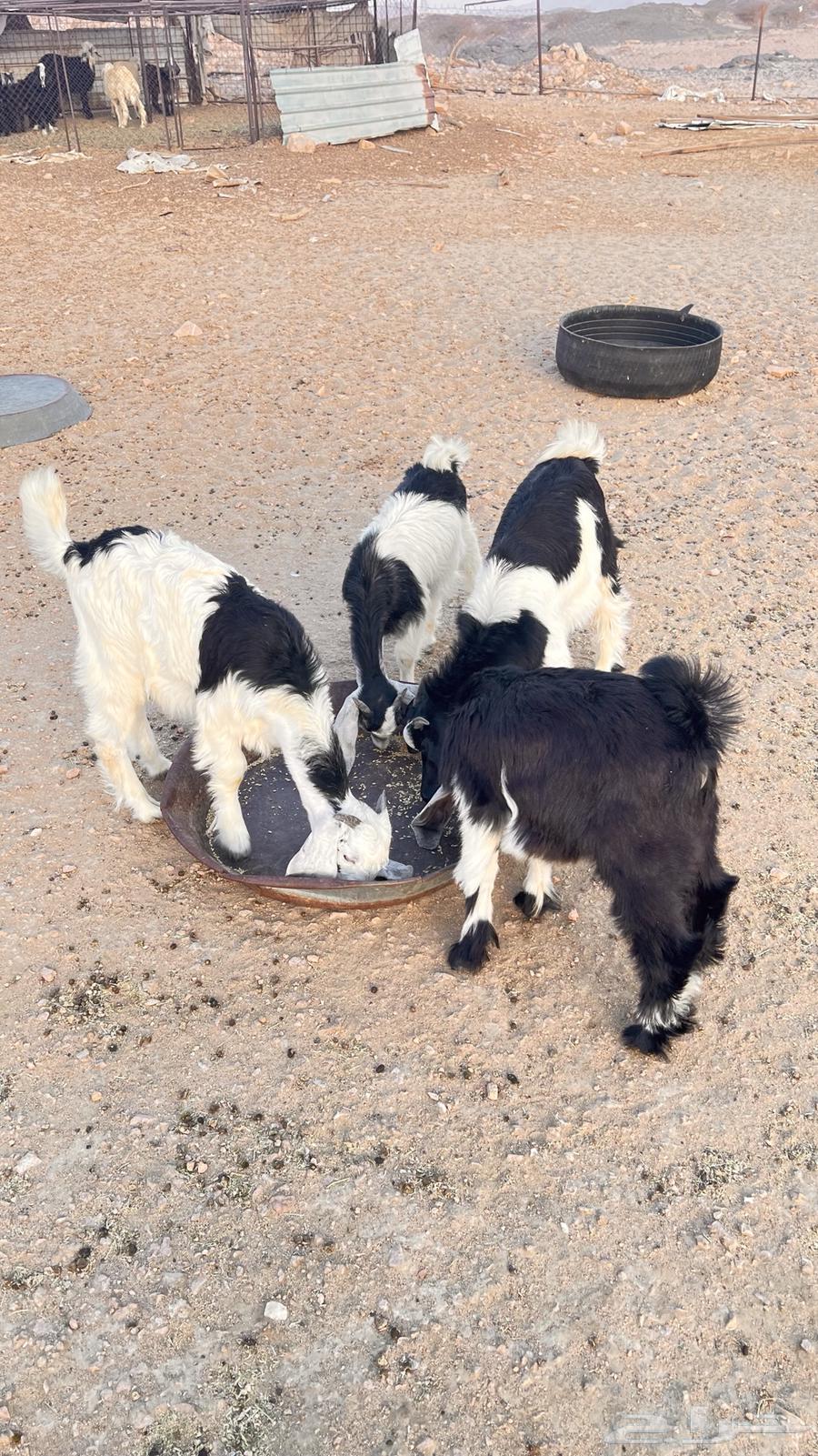 تيوس للبيع64379991491587110