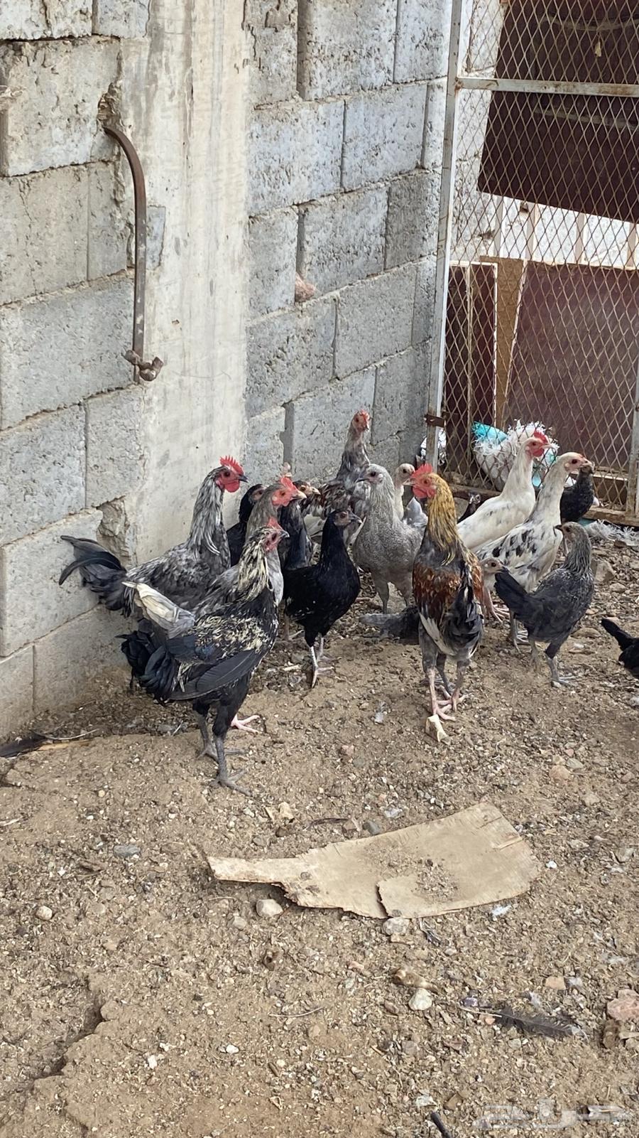 ديكه للبيع64383414381187110