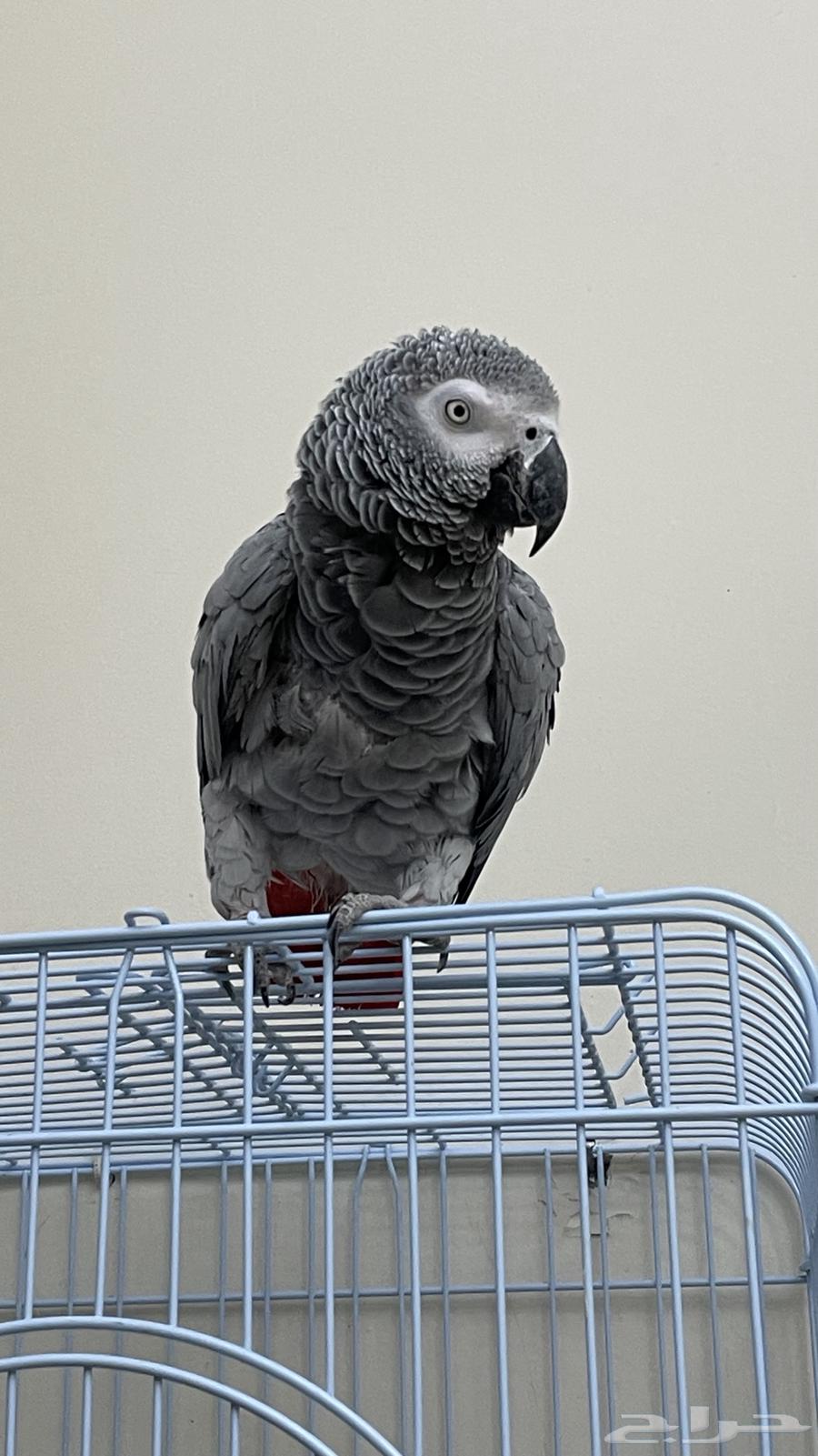 كاسكو للبيع64387967705218110